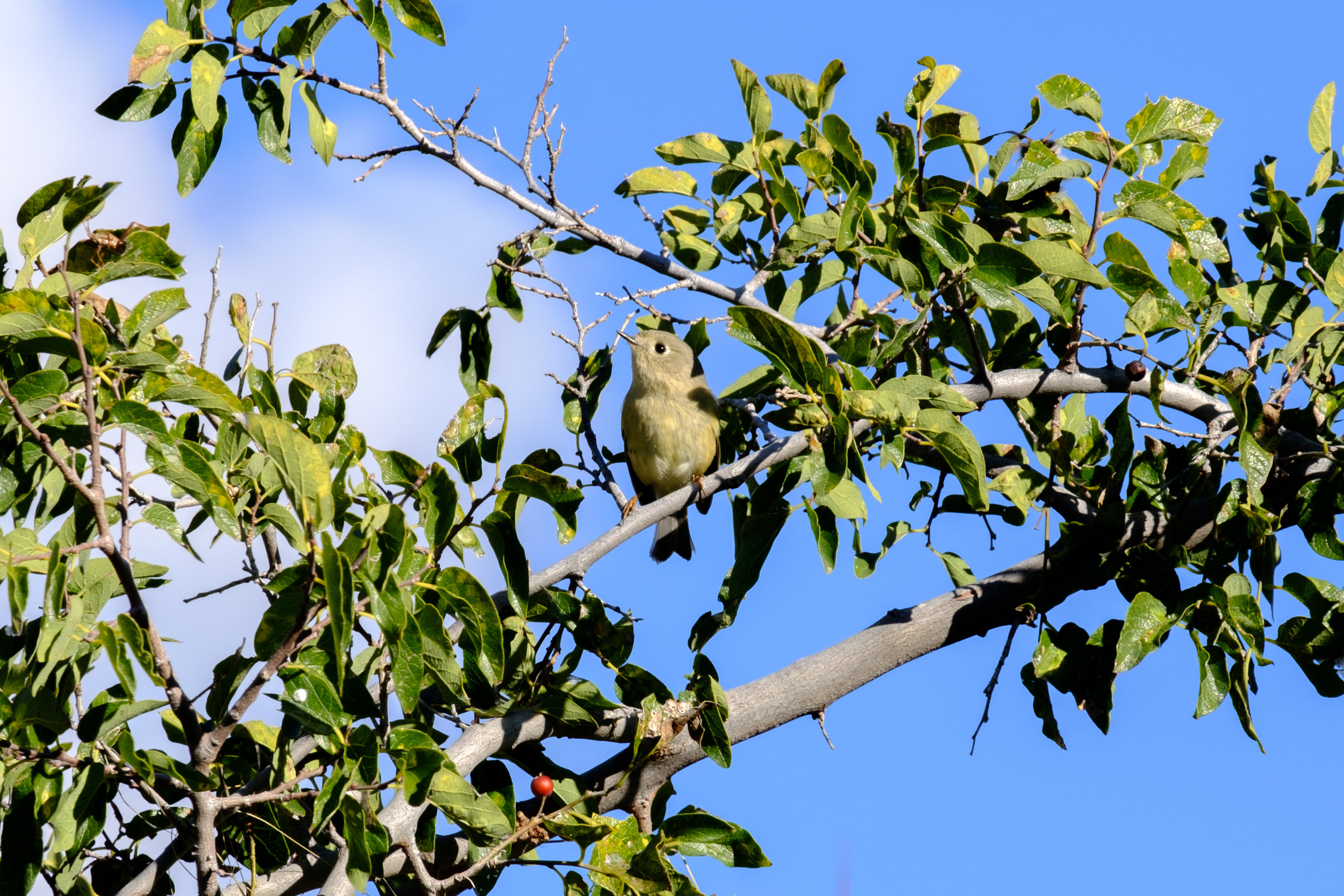 DSCF9106.jpg