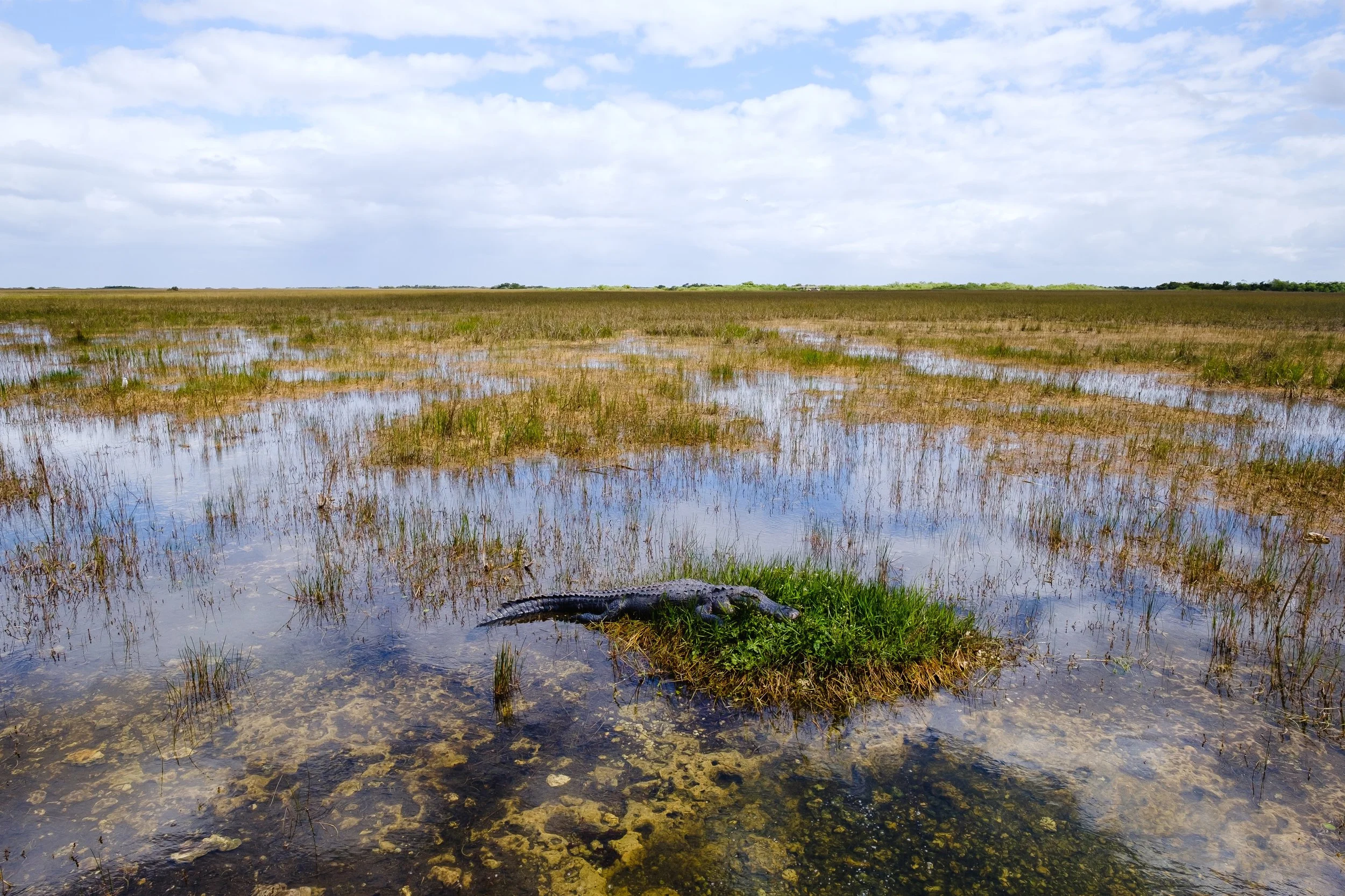 Everglades