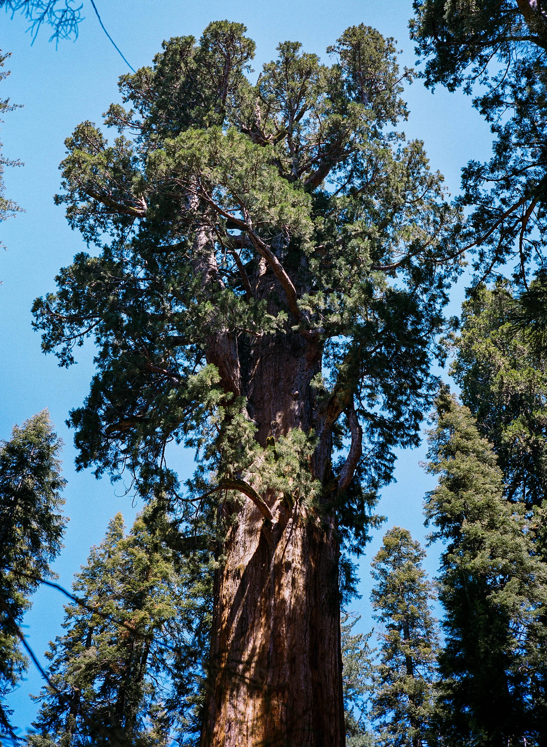 81370012.jpg