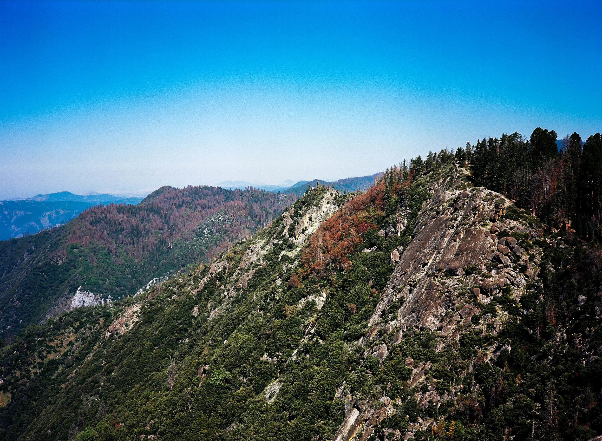 Sequoia