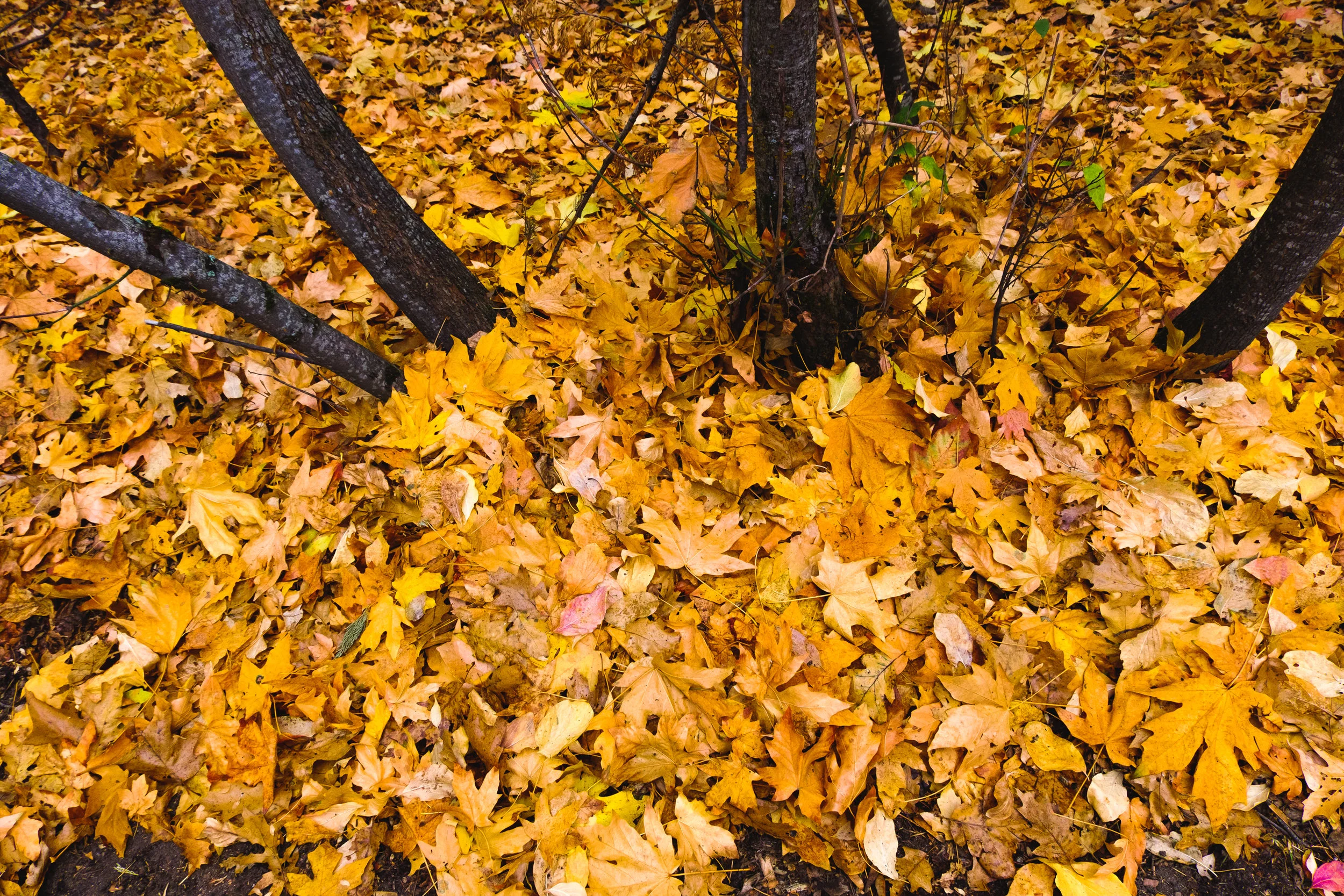 DSCF5417.jpg