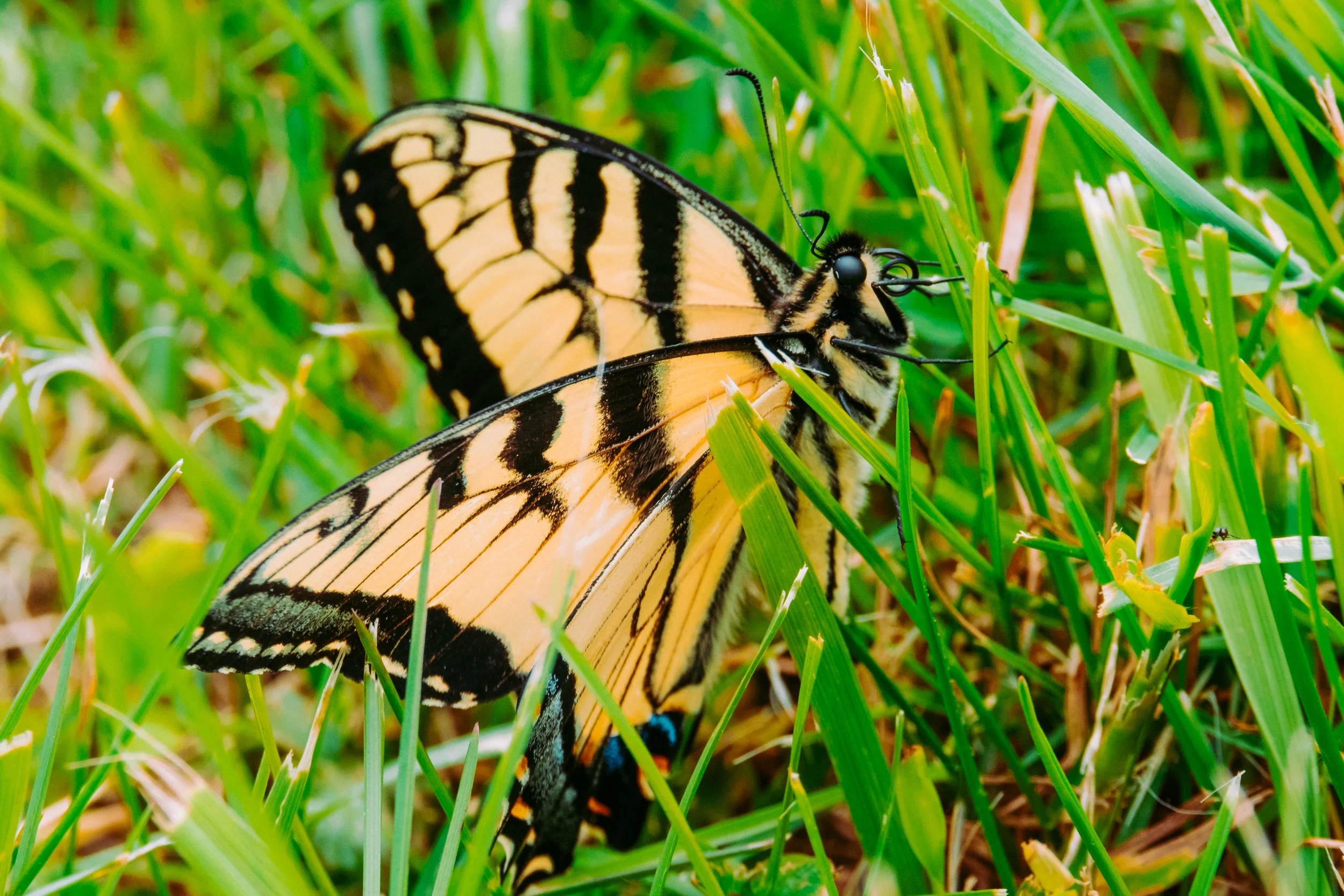DSCF9771.jpg