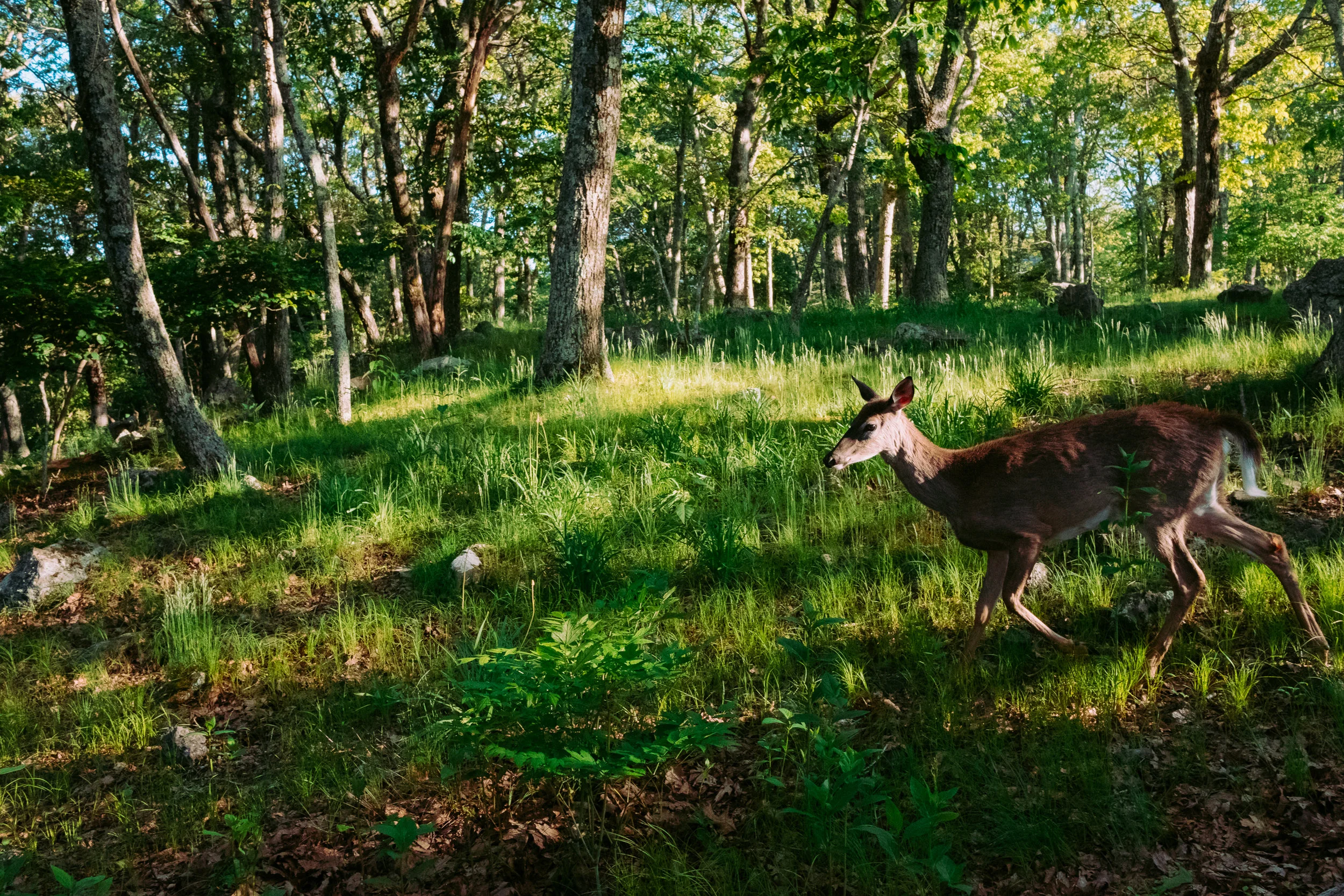 Shenandoah