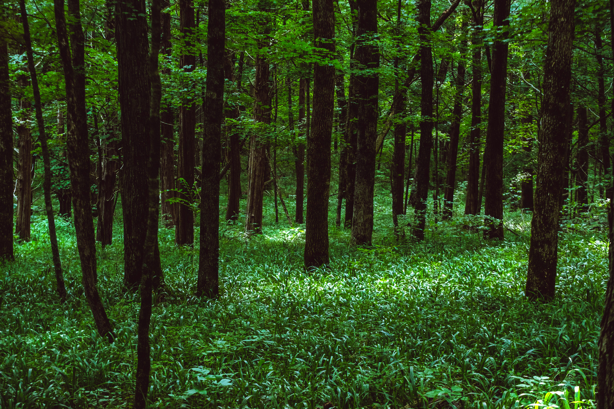 DSCF0112.jpg