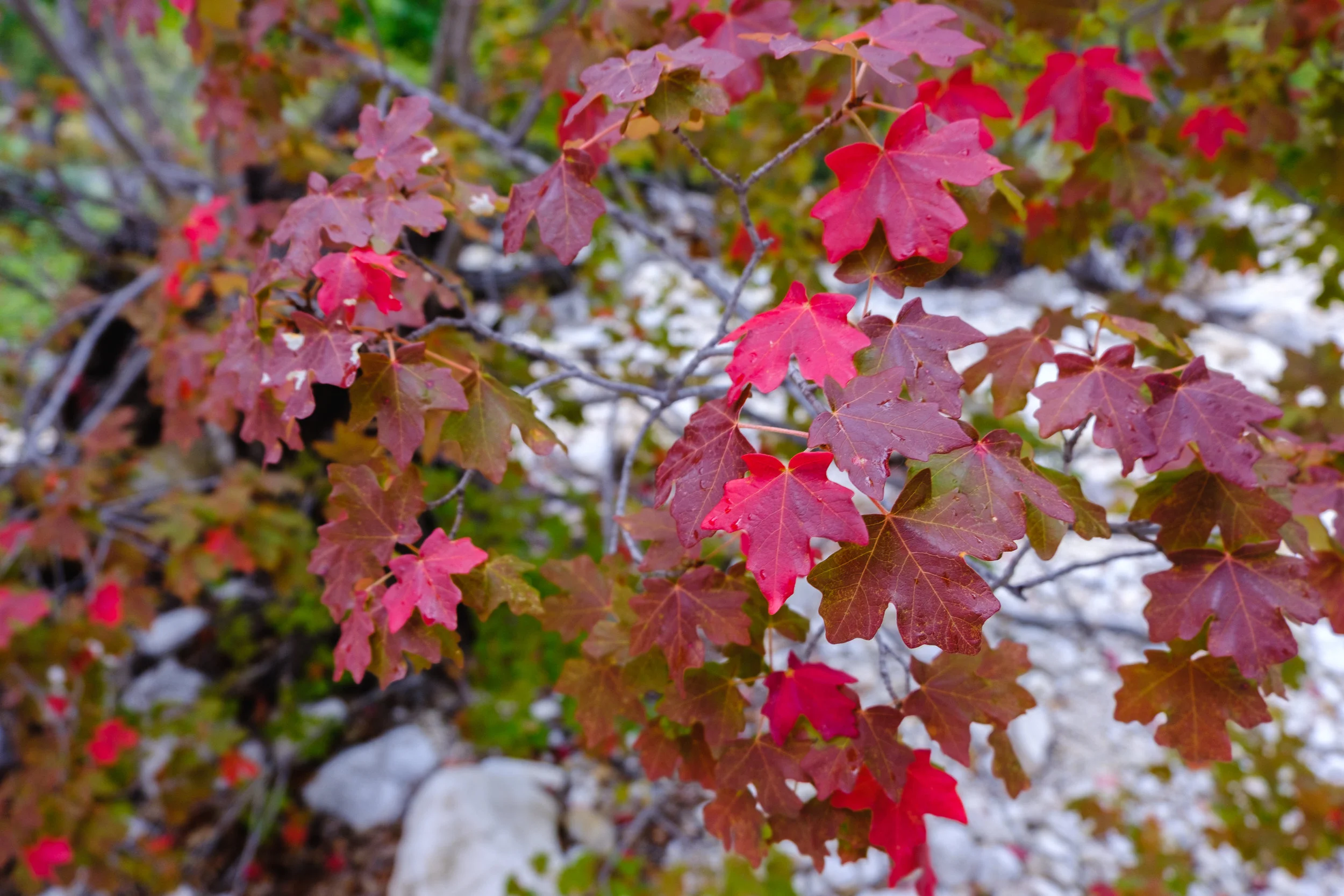 DSCF8786.jpg