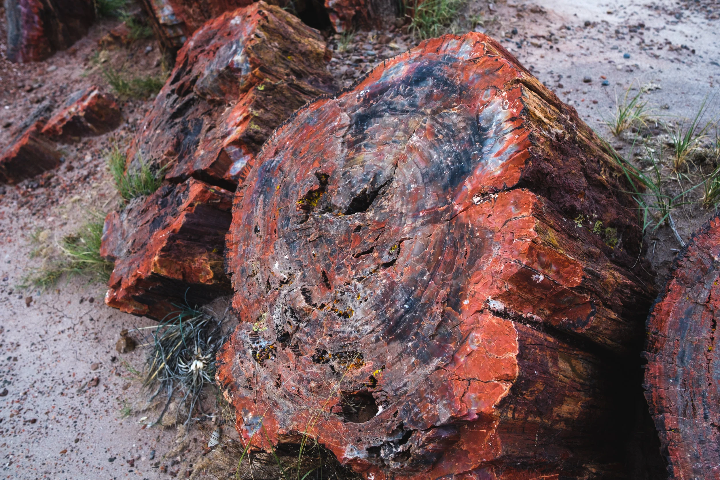 Petrified Forest