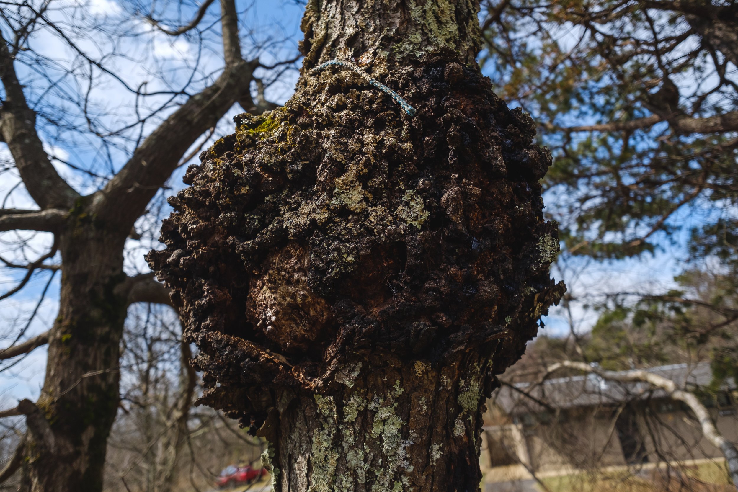  A tree burl. These are caused by fungus, mites, and sometimes wasps when the tree is young. 