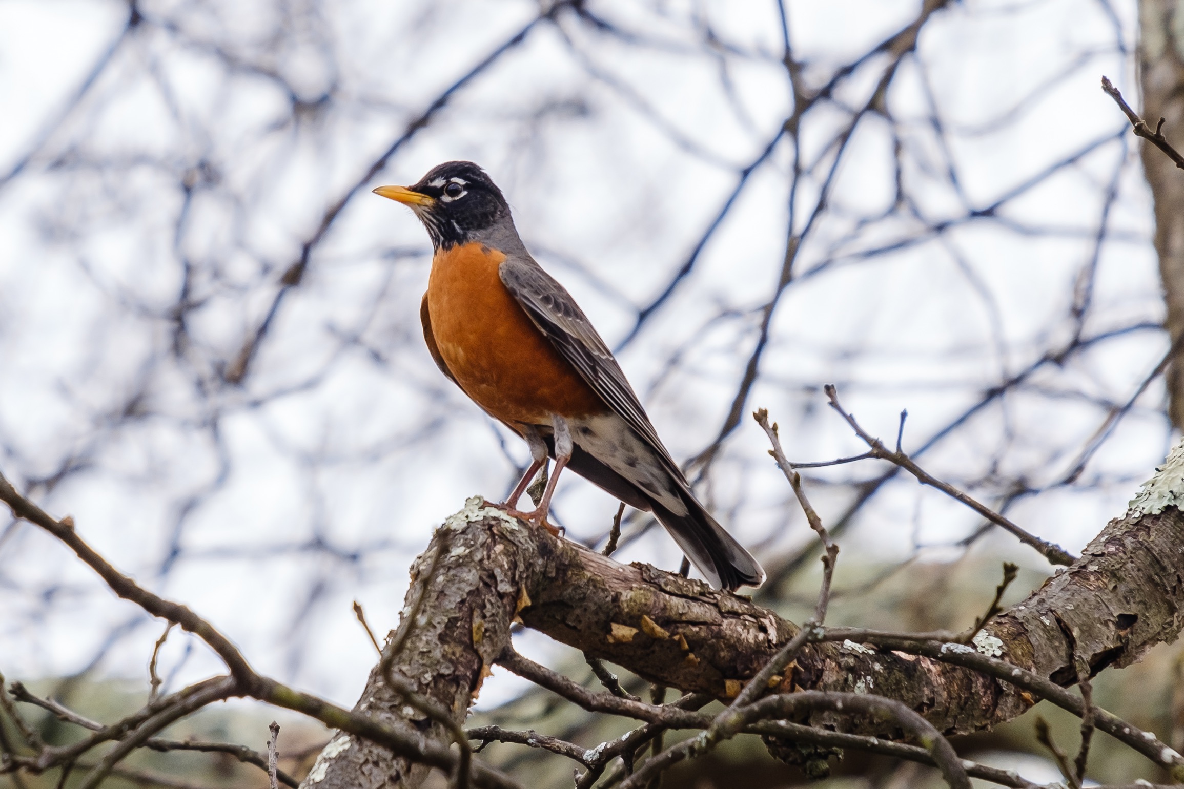  The Robin has been one of the most frequently spotted birds on our trip. We’ve seen them from Utah to  Pennsylvania. 