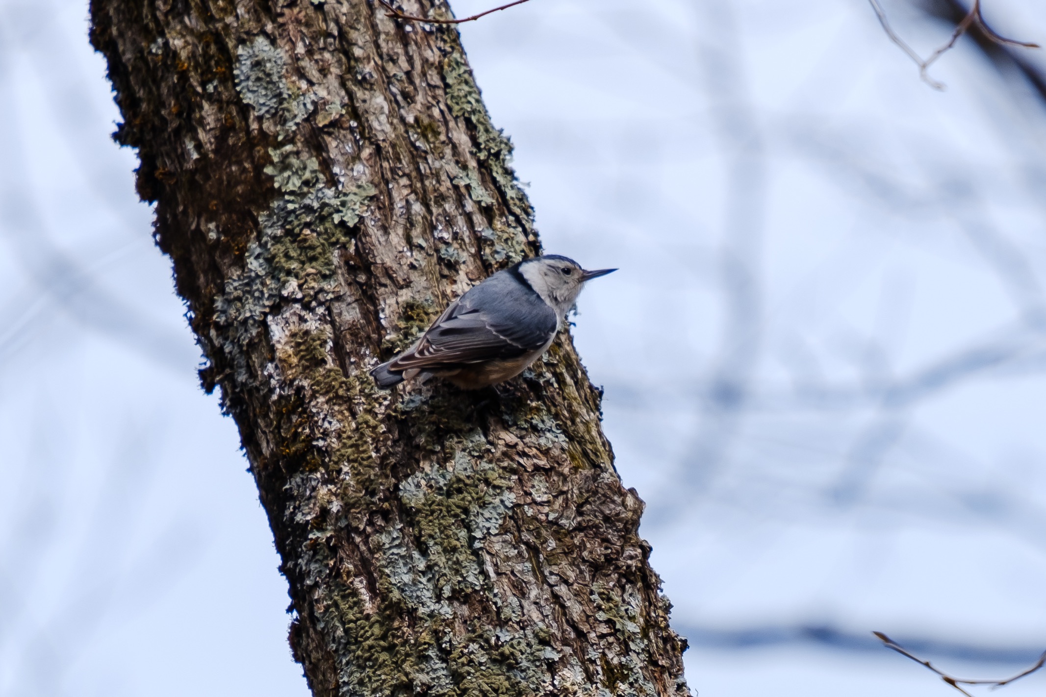  A White Breasted Nuthatch. 