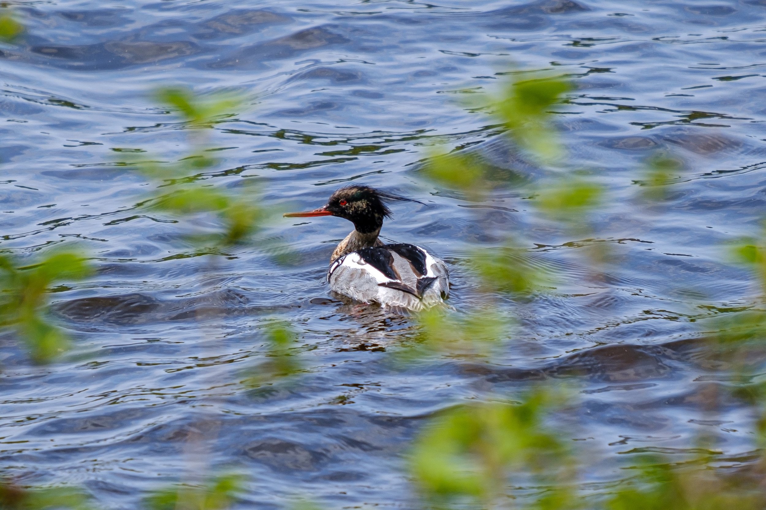  A merganser in the harbor of Isle Royale. 