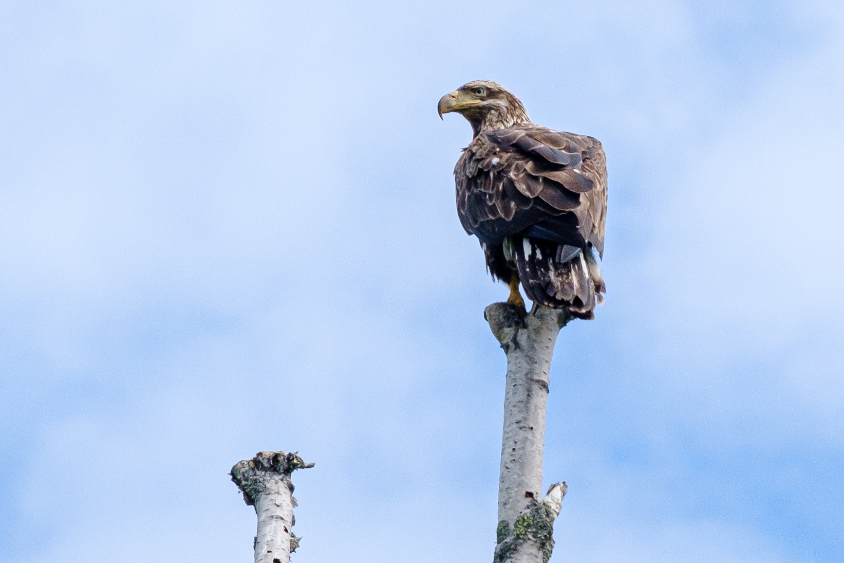  A young Bald Eagle. The Bald Eagle lives along the North Shore year round. 