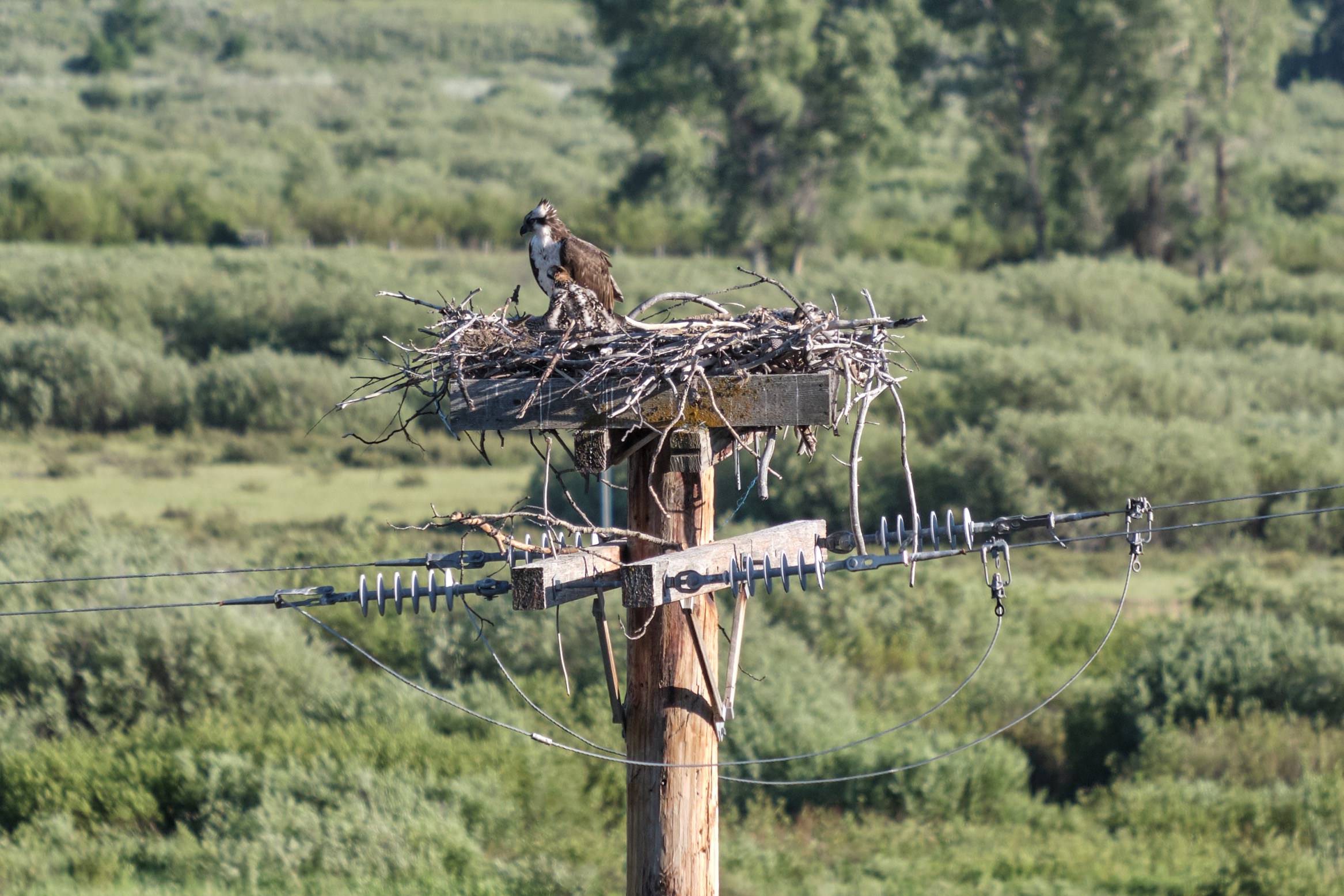  We checked in on a family of Osprey that we first encountered in 2018. The fam’ seems to be doing just fine. 