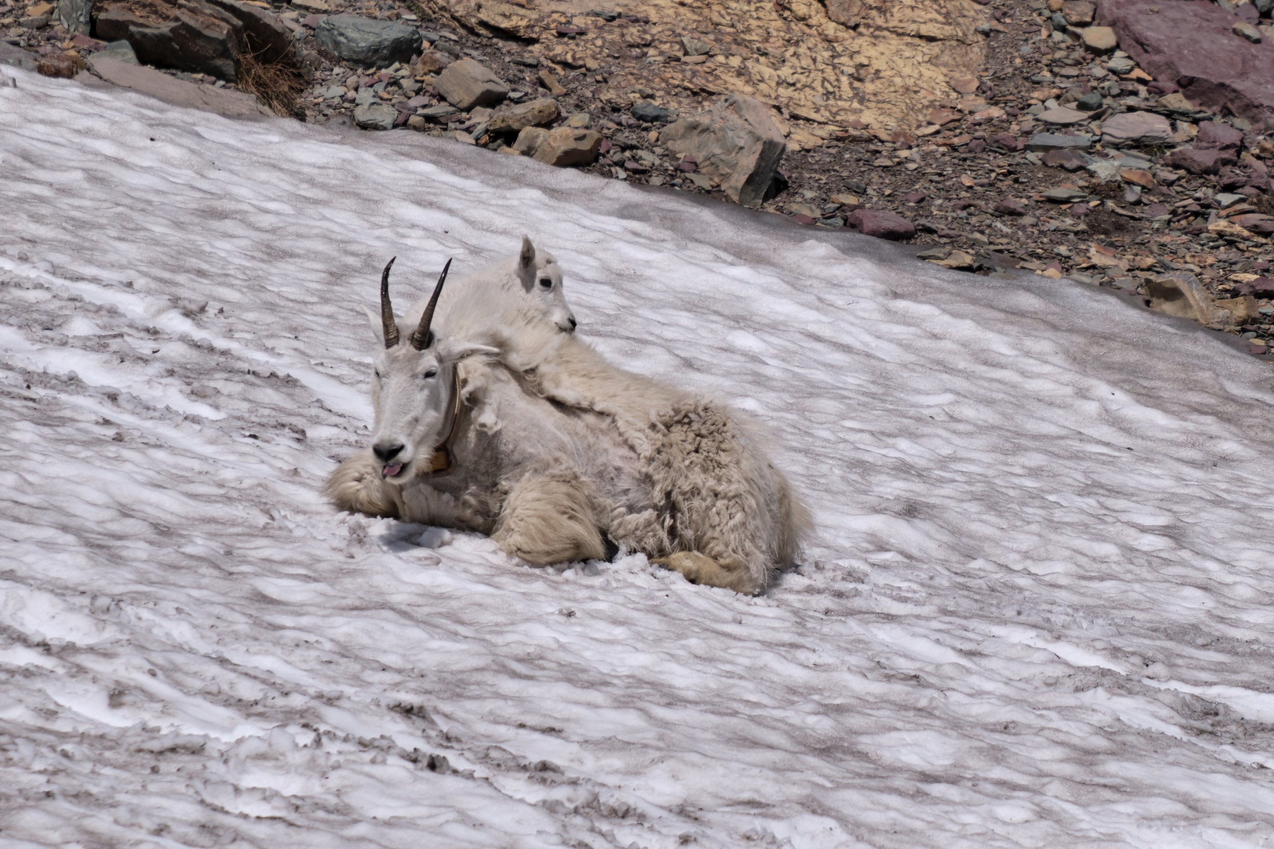  Logan’s Pass is home to several Mountain Goats. They are fairly use to humans too. 