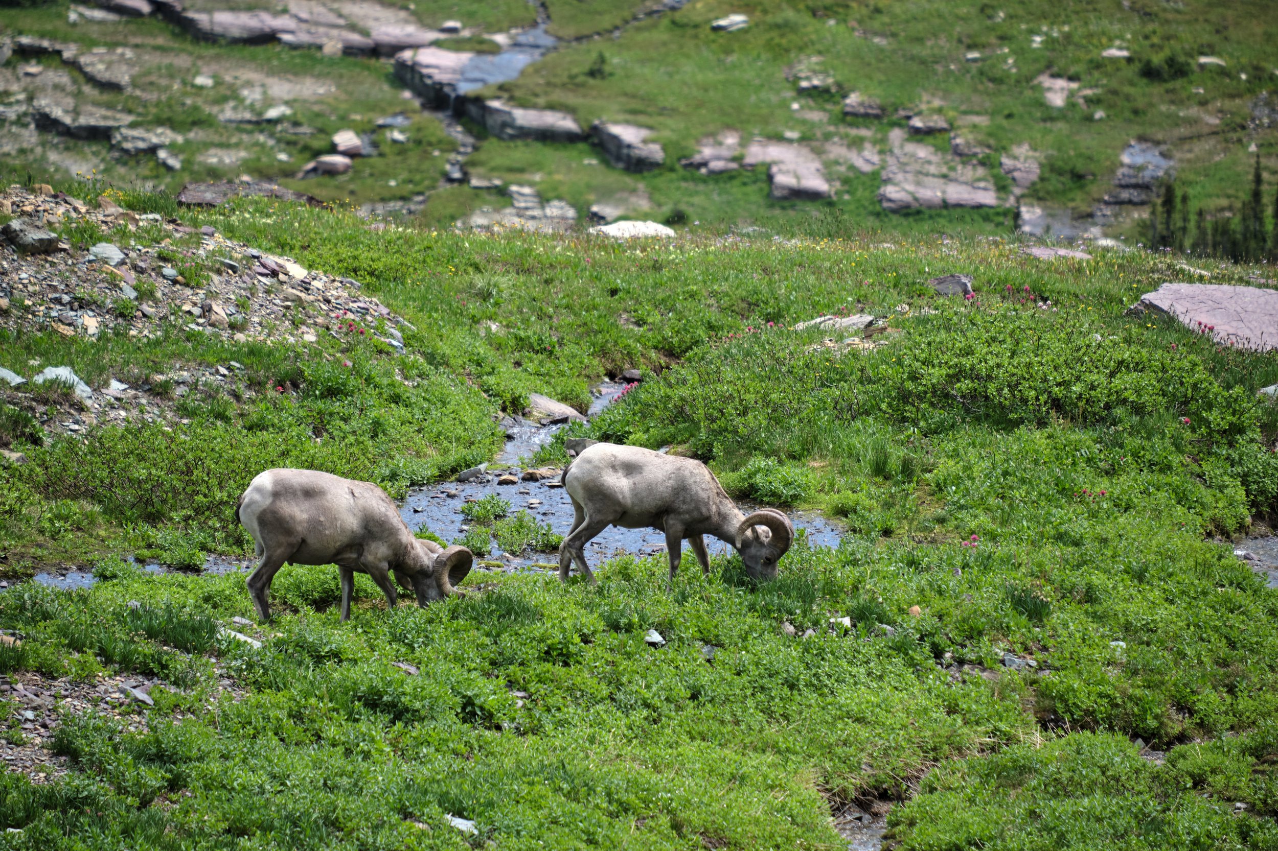  Two bighorn sheep graze in the alpine meadow. 