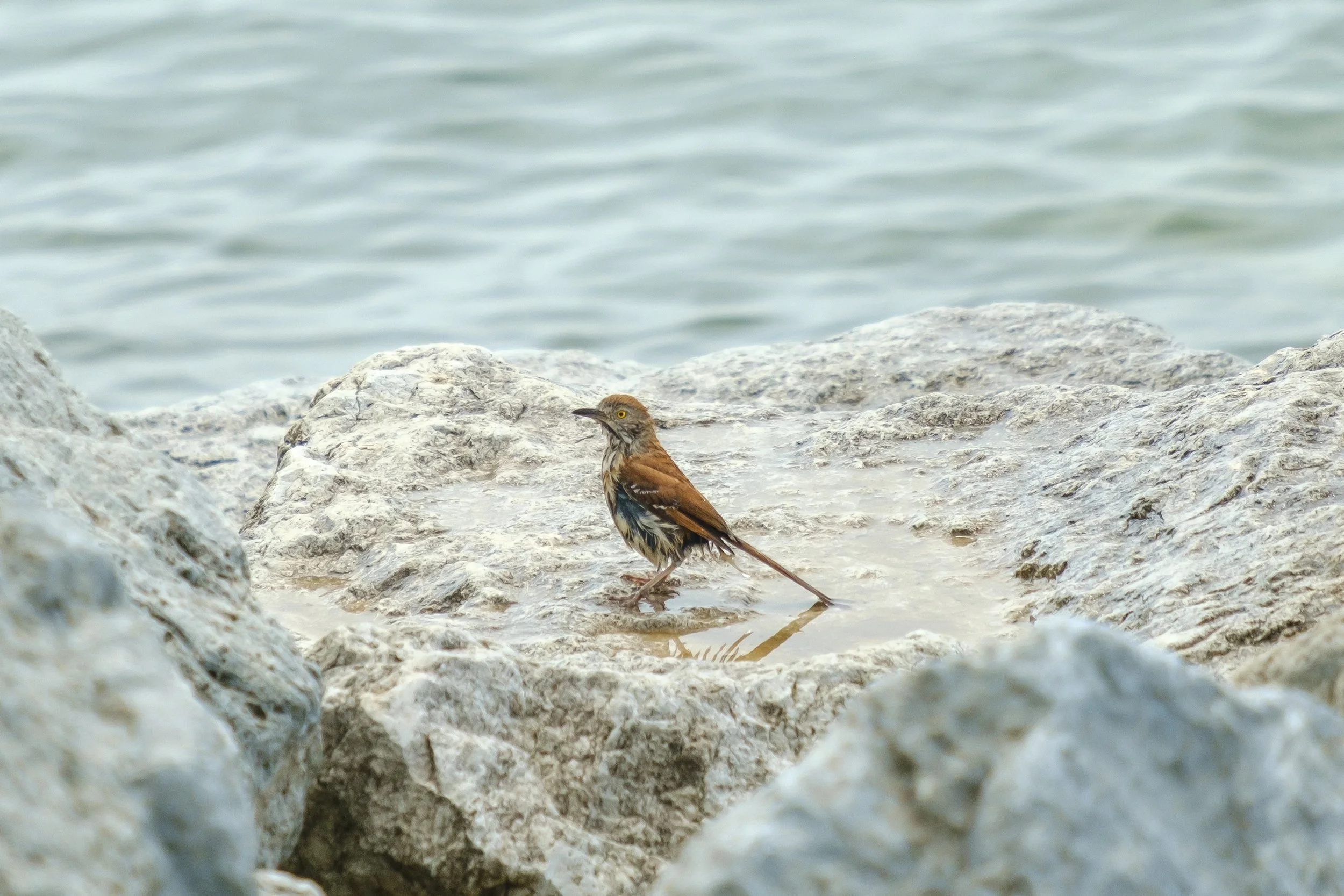 DSCF2717.jpg