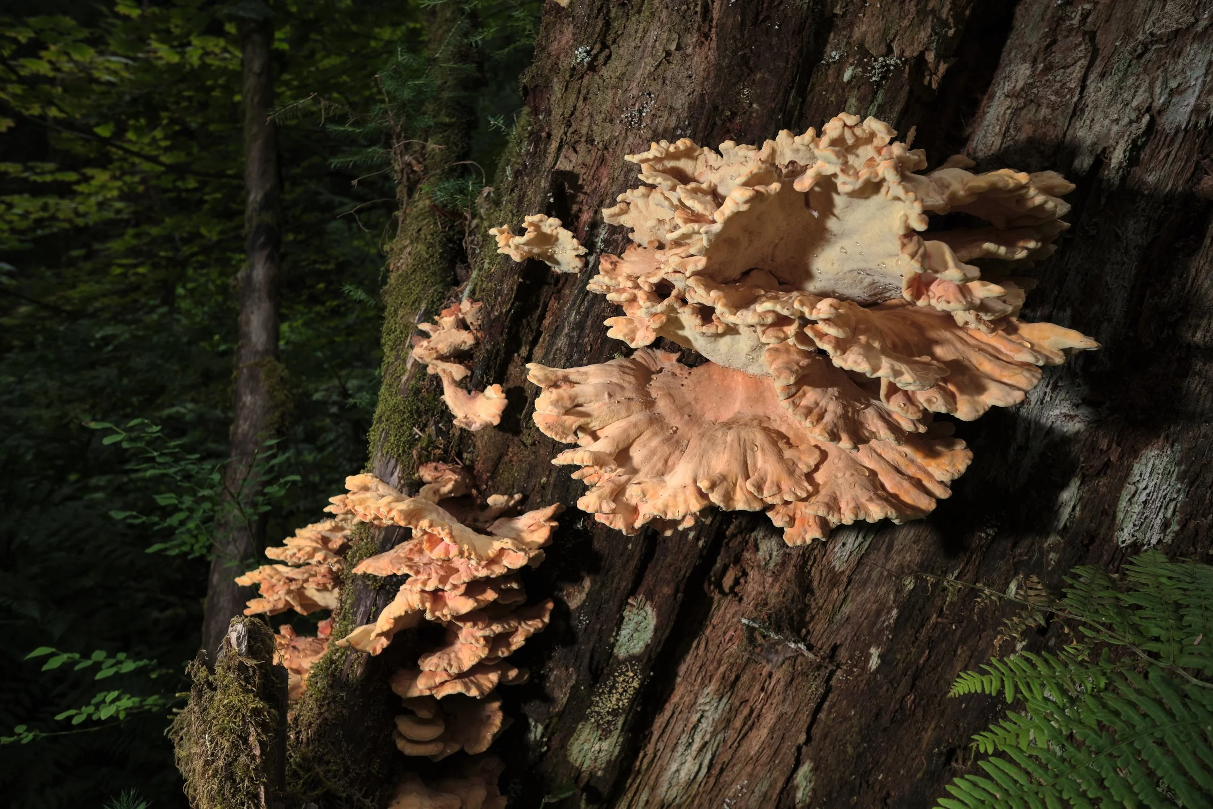 DSCF4947.jpg