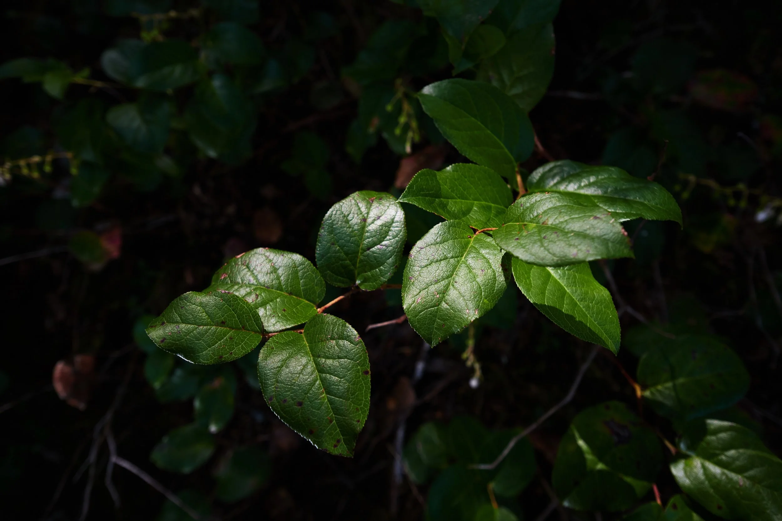 DSCF4630.jpg