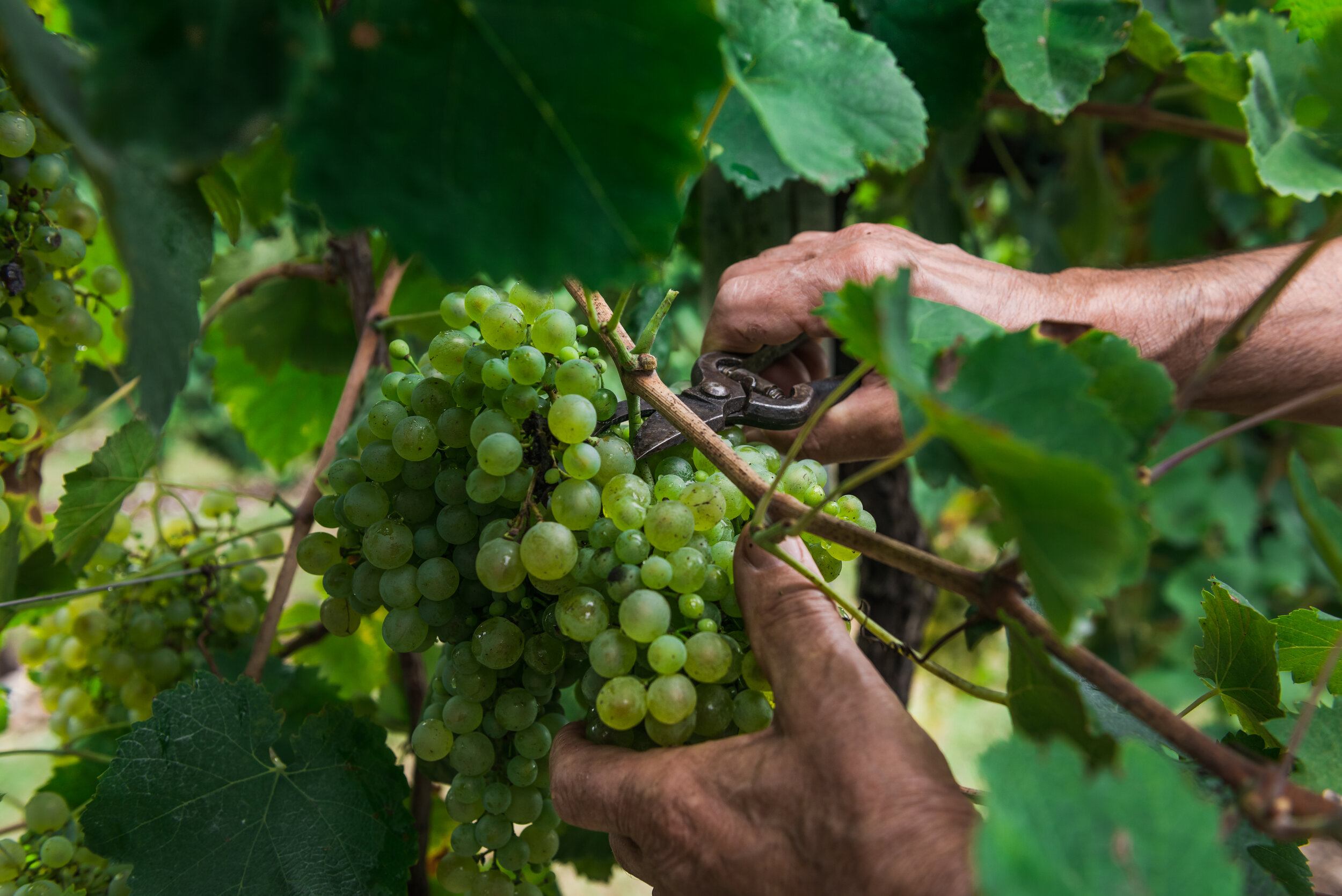 wine-importers-organic-prosecco.jpg