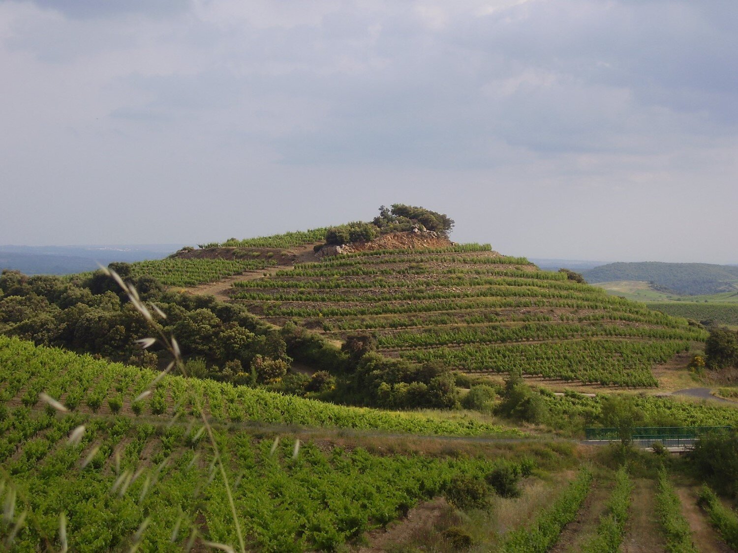 web-photo-domaine-cebene-french-winery-9.jpg