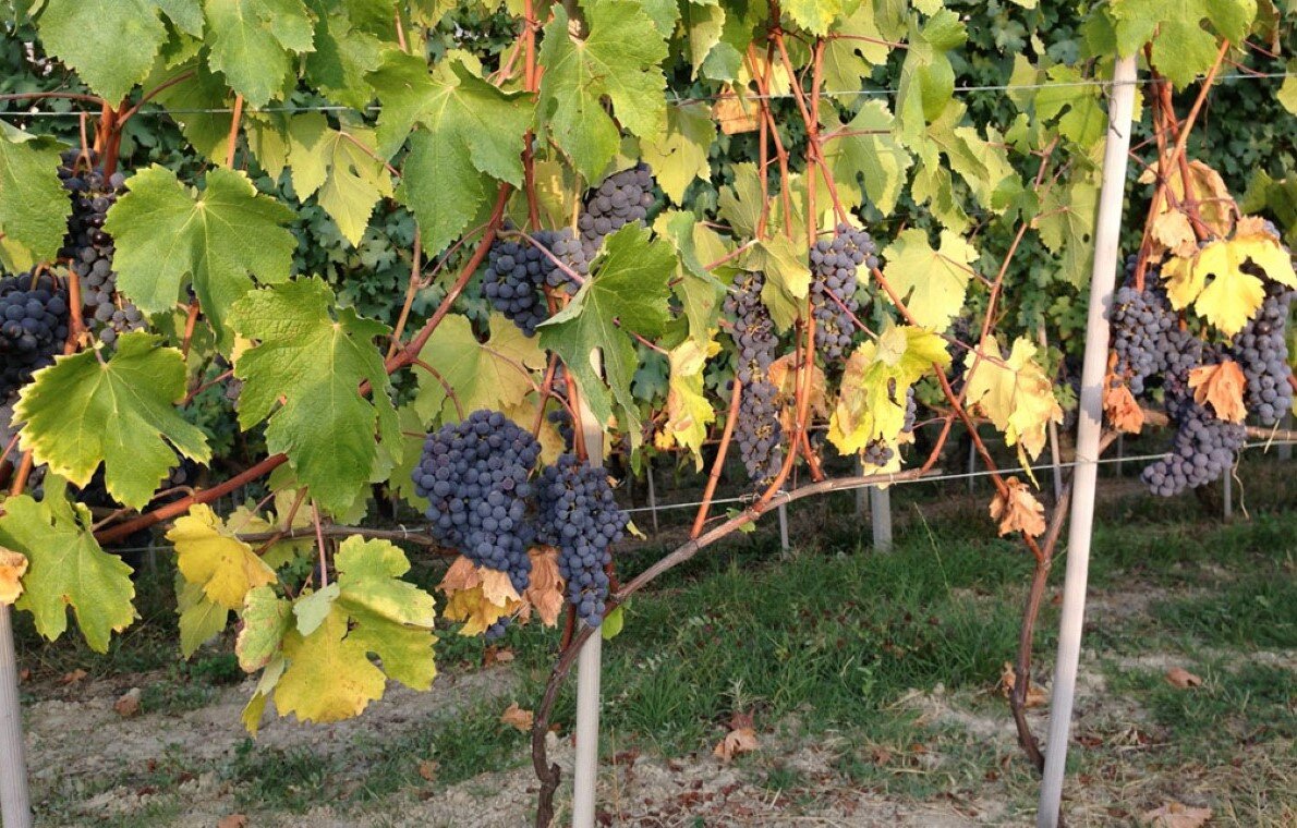 web-photo-produttori-del-barbaresco-vineyards-13.jpg