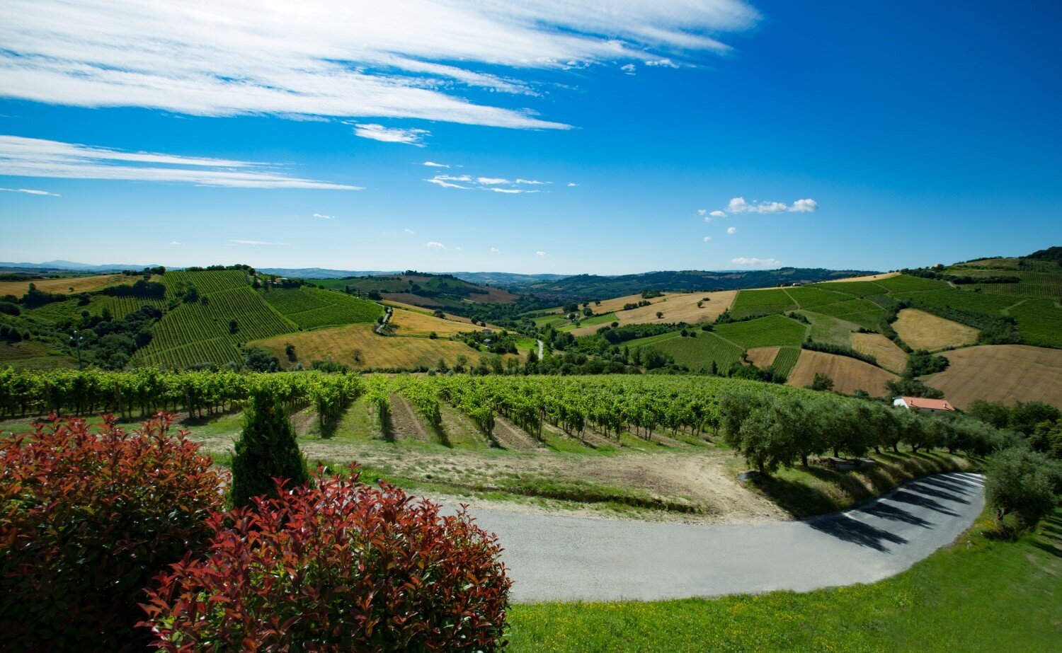 web-photo-sartarelli-italian-winery-05.jpg