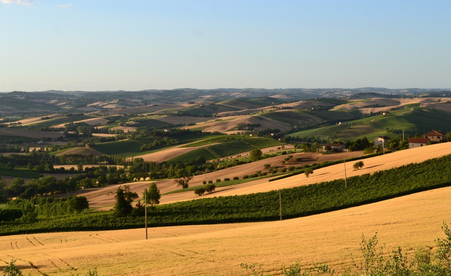 web-photo-sartarelli-italian-winery-06.jpg