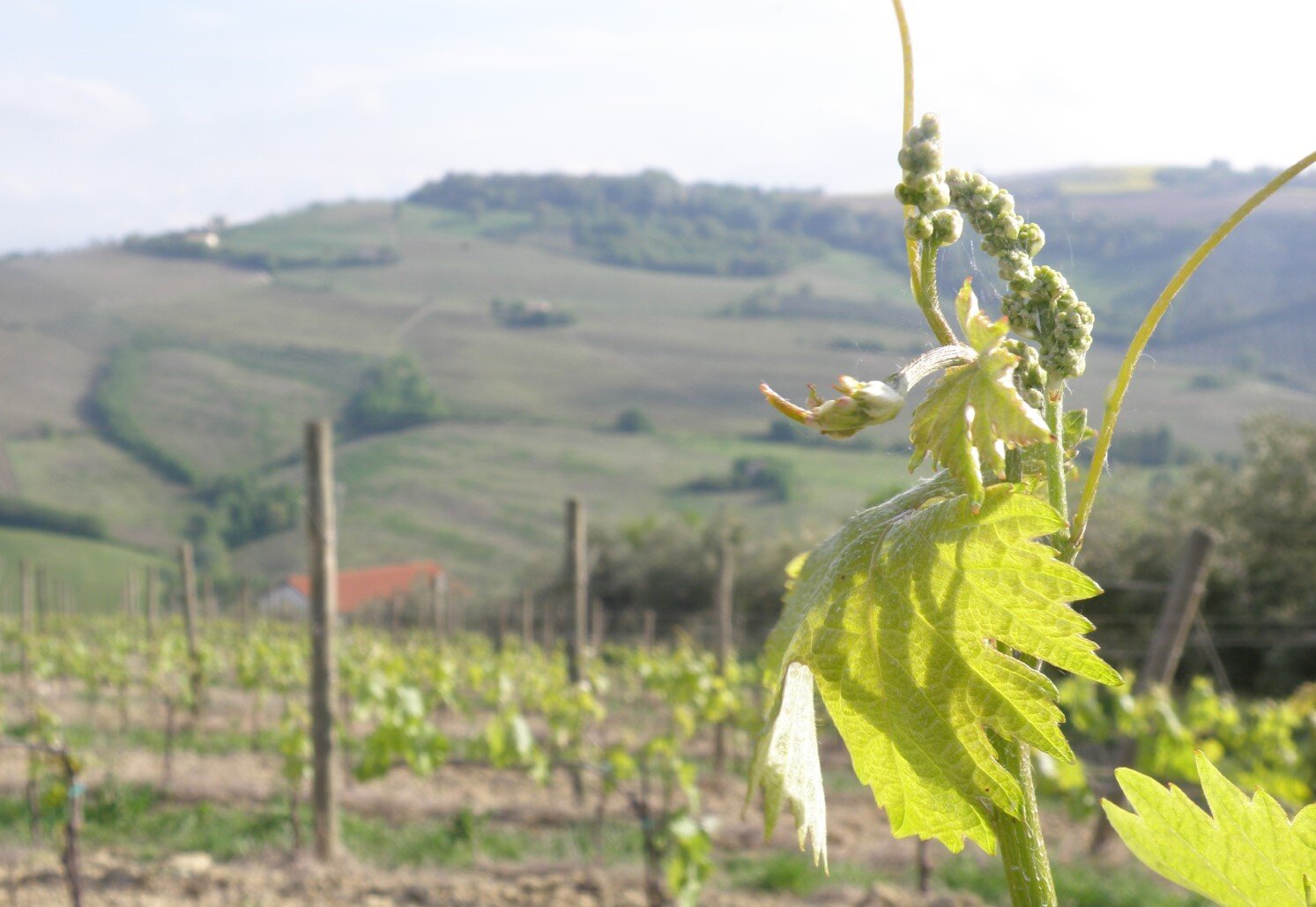 web-photo-sartarelli-italian-winery-13.jpg