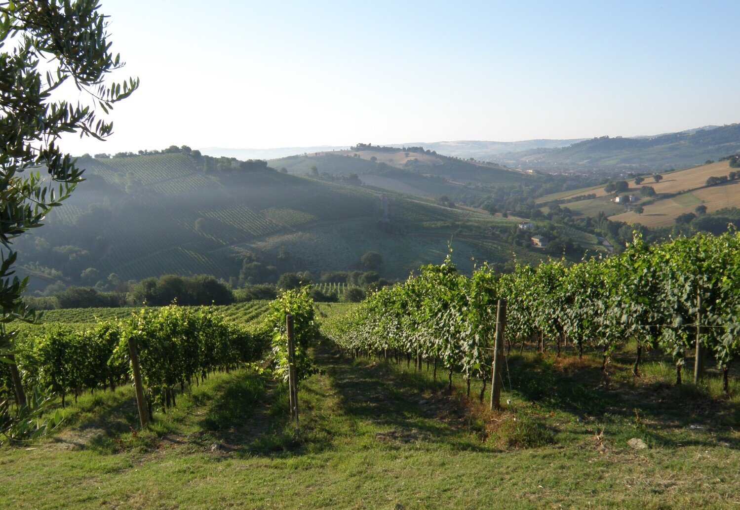 web-photo-sartarelli-italian-winery-14.jpg