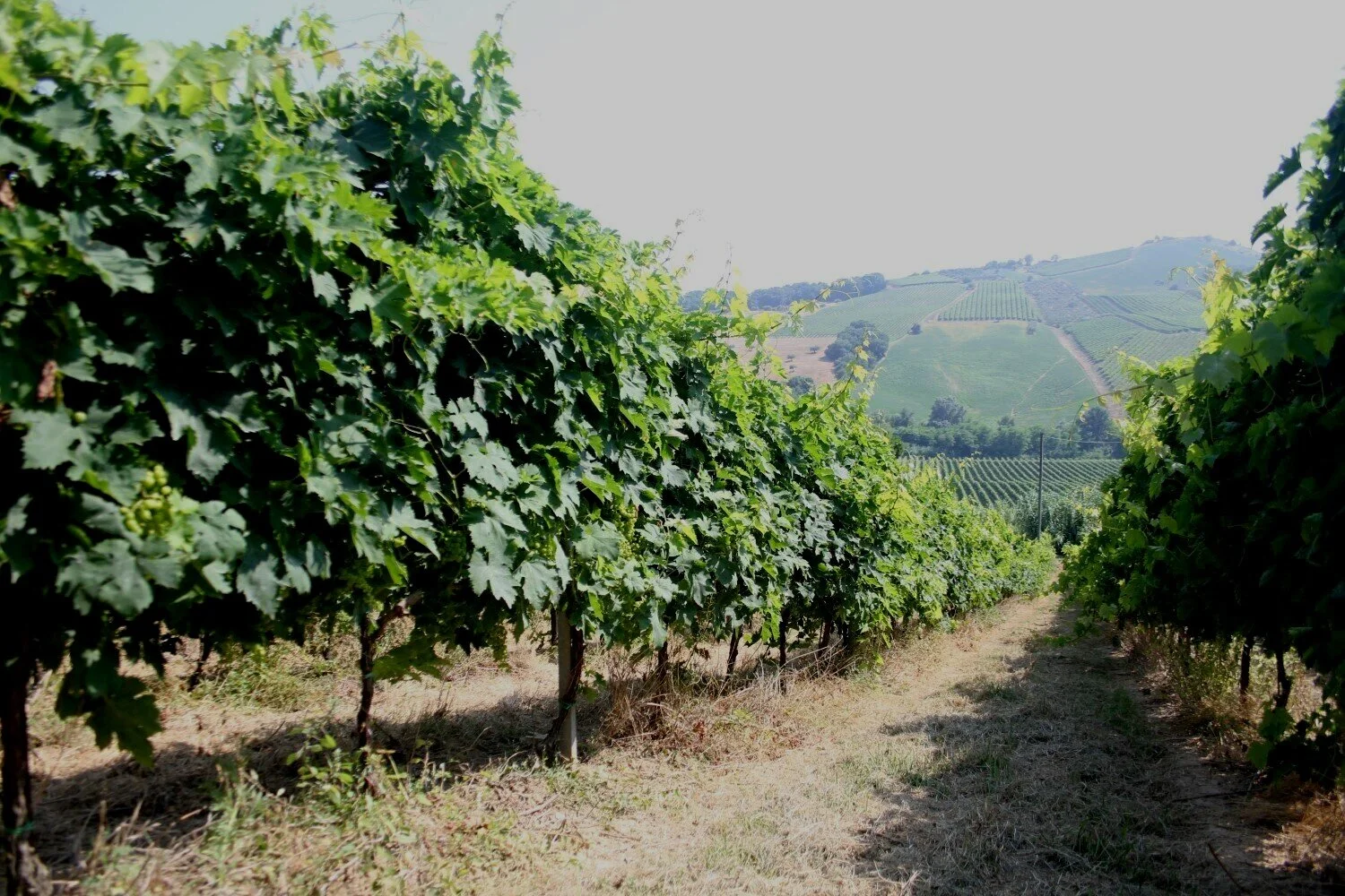 web-photo-barone-di-valforte-estate-1.jpg