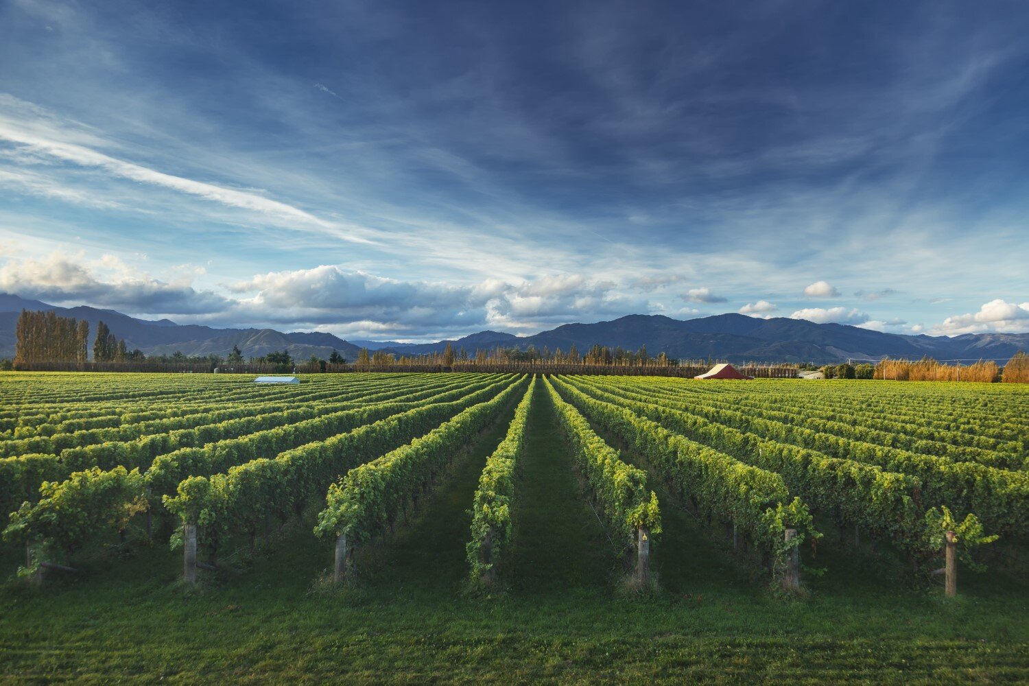 web-photo-cirro-wines-vineyards-8.jpg