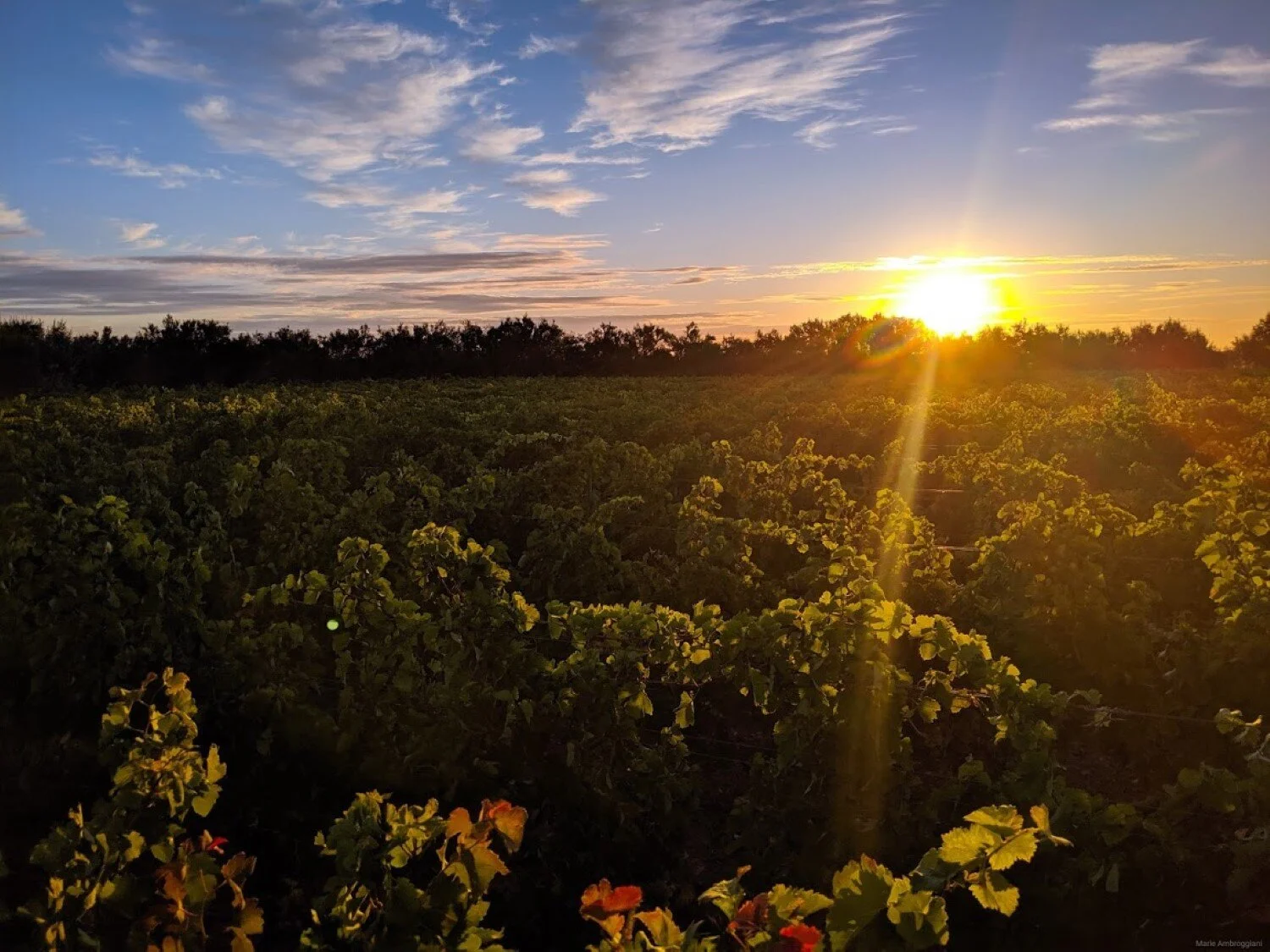 web-photo-chateau-la-negly-select-vins-estate-09.jpg