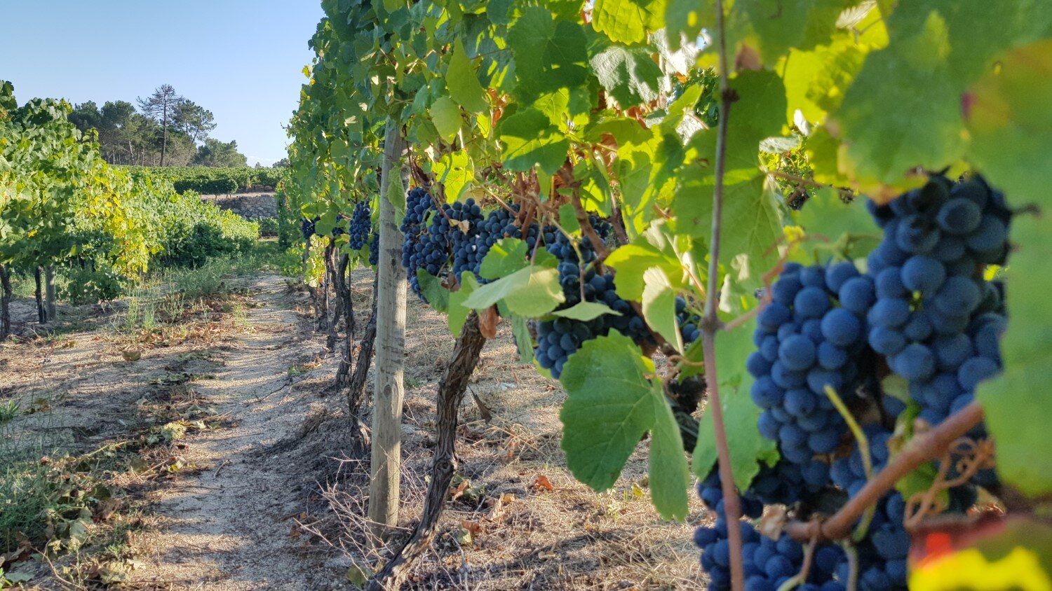 web-photo-pedra-cancela-vineyard--grapes-portugal.jpg