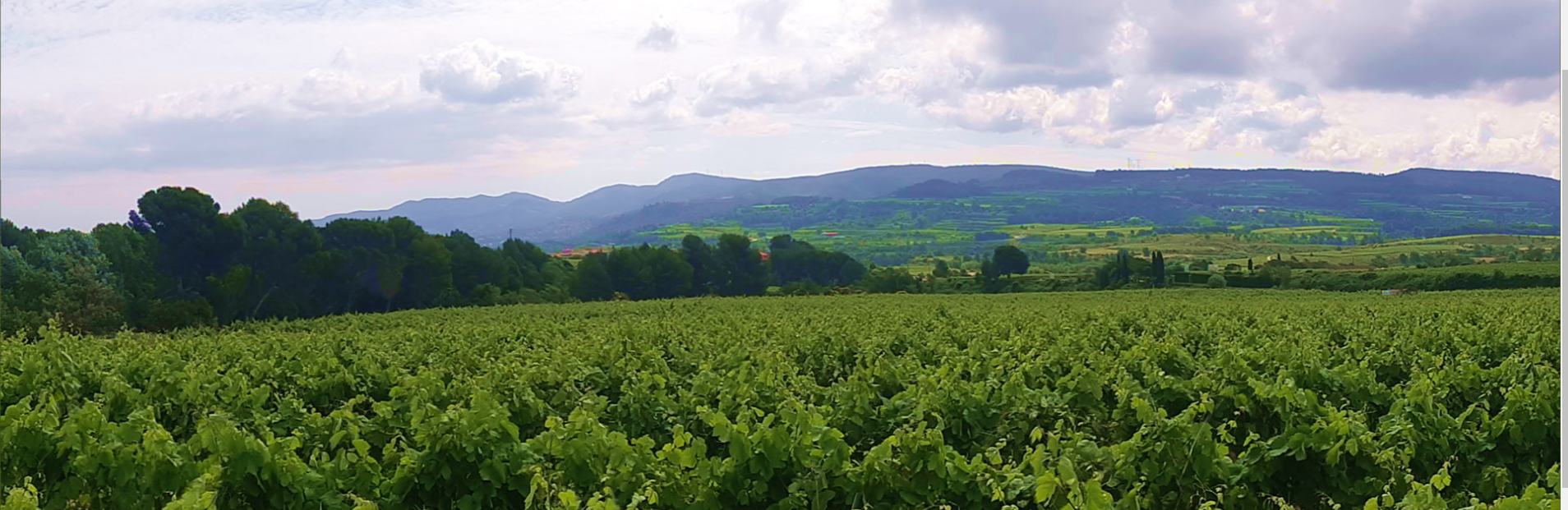 photo-varias-vineyard-spain.PNG