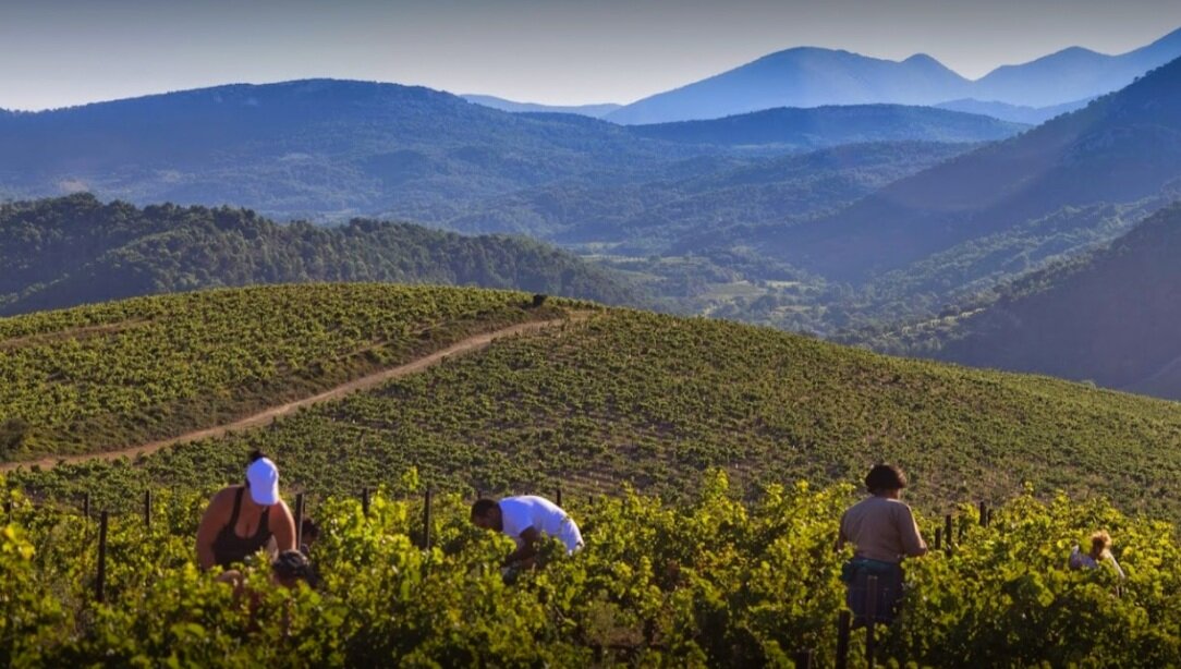 Domaine de Coyeux, workers tend the organic vineyard in France