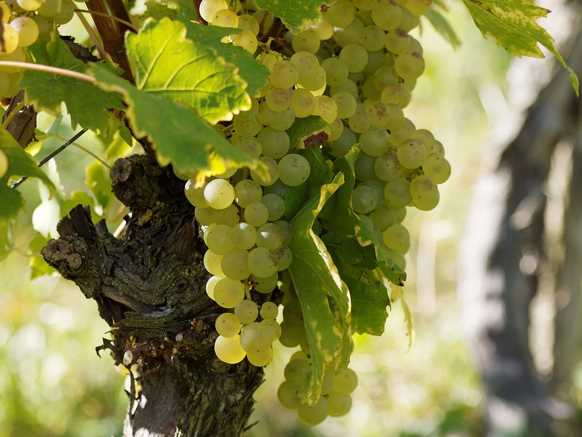 photo-champagnedastree-grapes.jpg