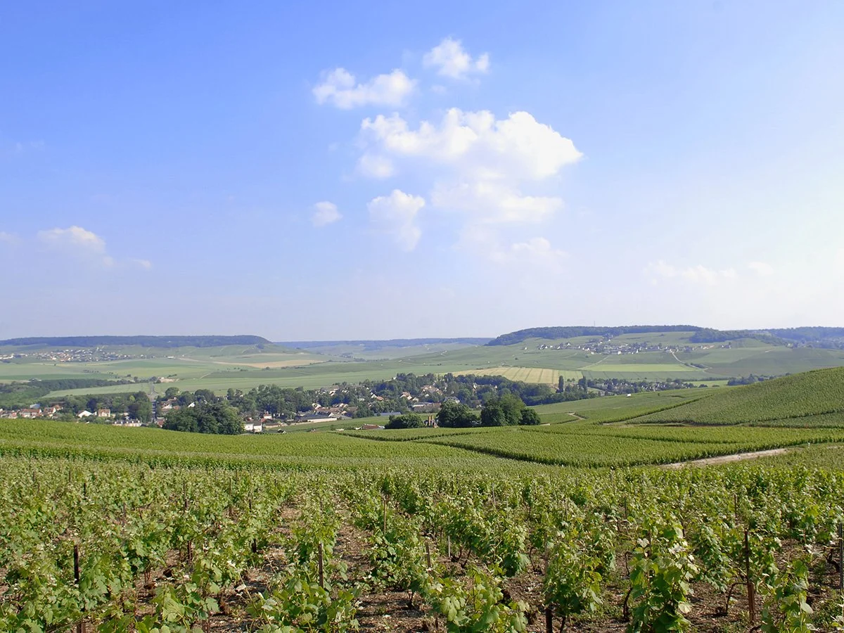 photo-champagnedastree-vineyard.jpg