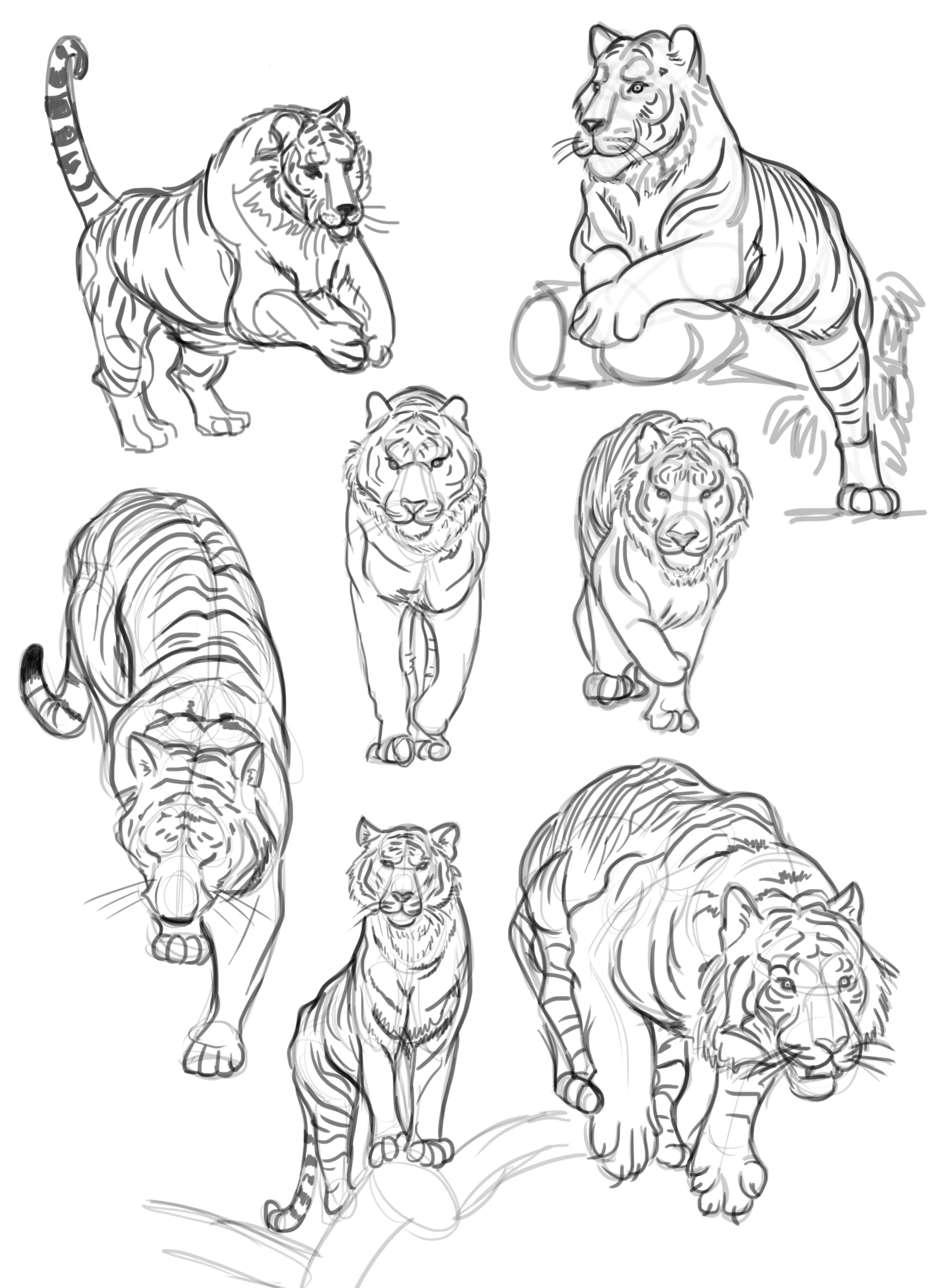 TIGER GESTURES.jpg