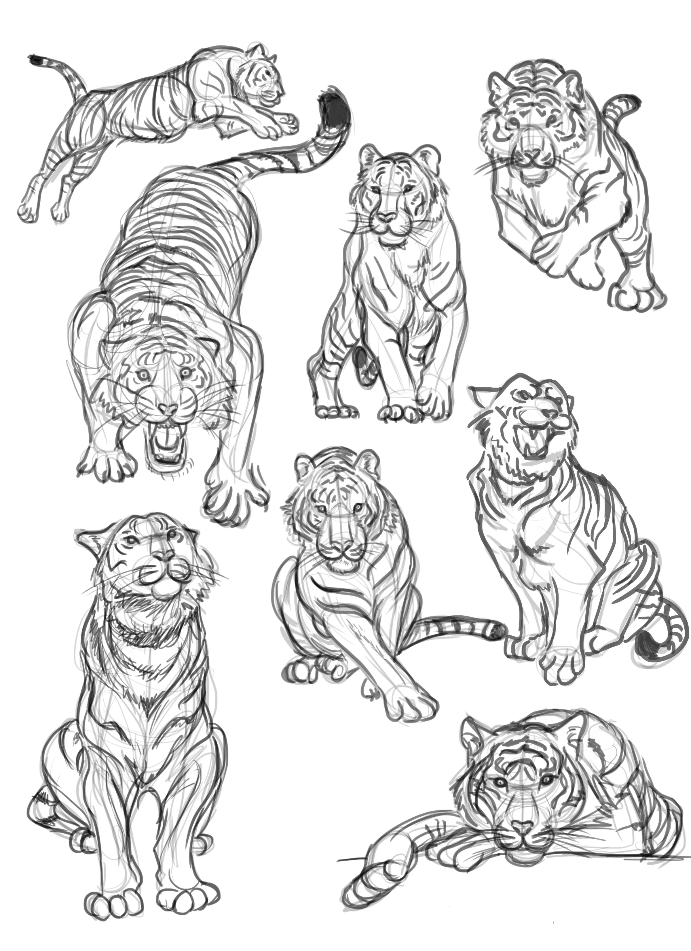 TIGER GESTURES 2.jpg