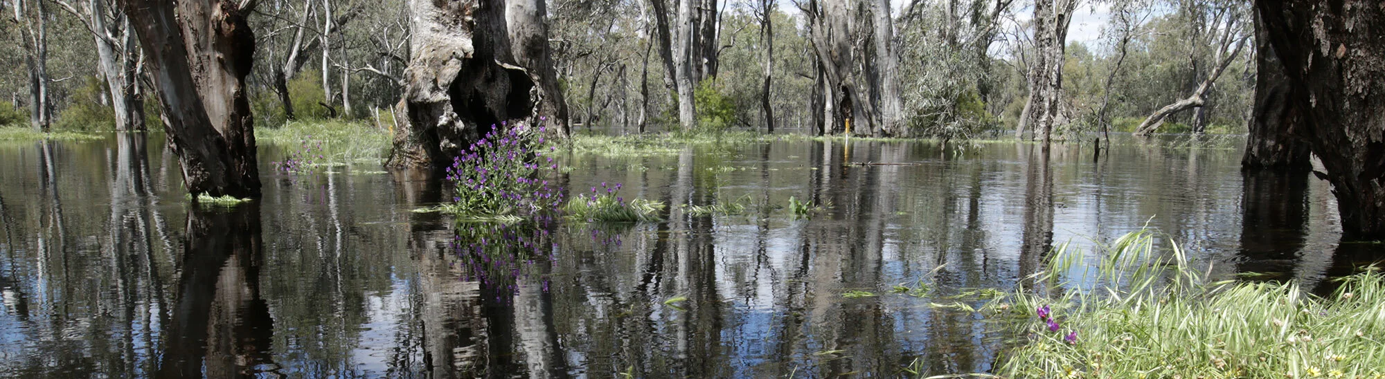 river scence.jpg