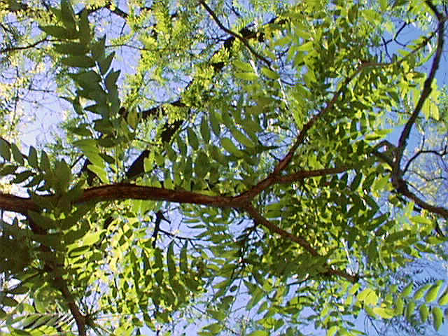 Photo Credit: http://herbarium.missouristate.edu/TreesonCampus/smstrees4.htm