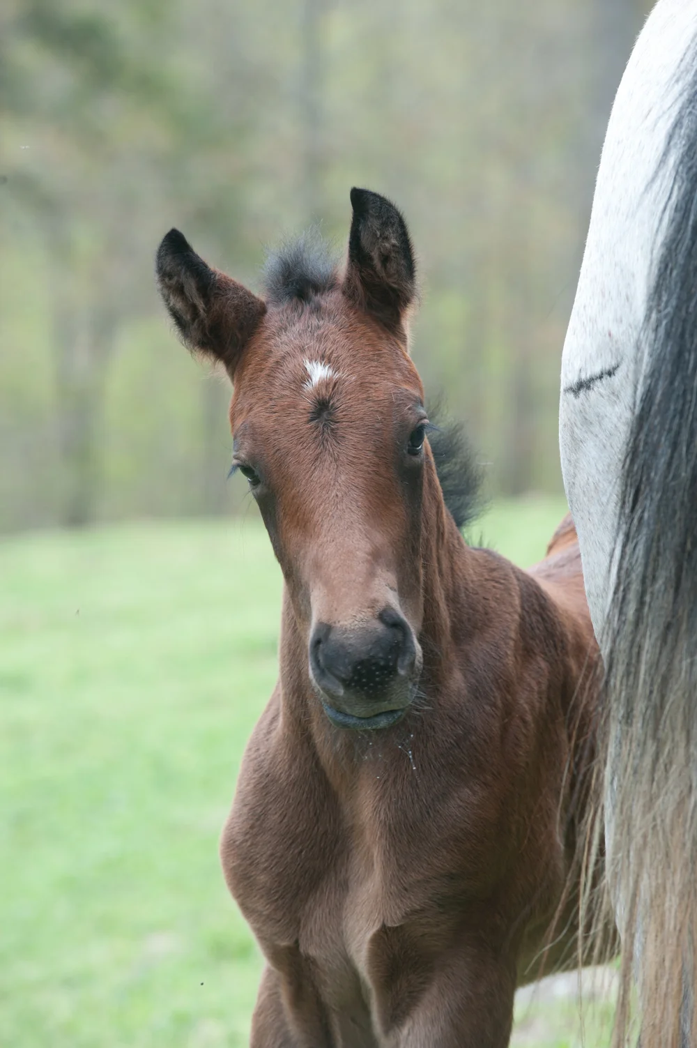 New foal at Rimrock Cove Ranch