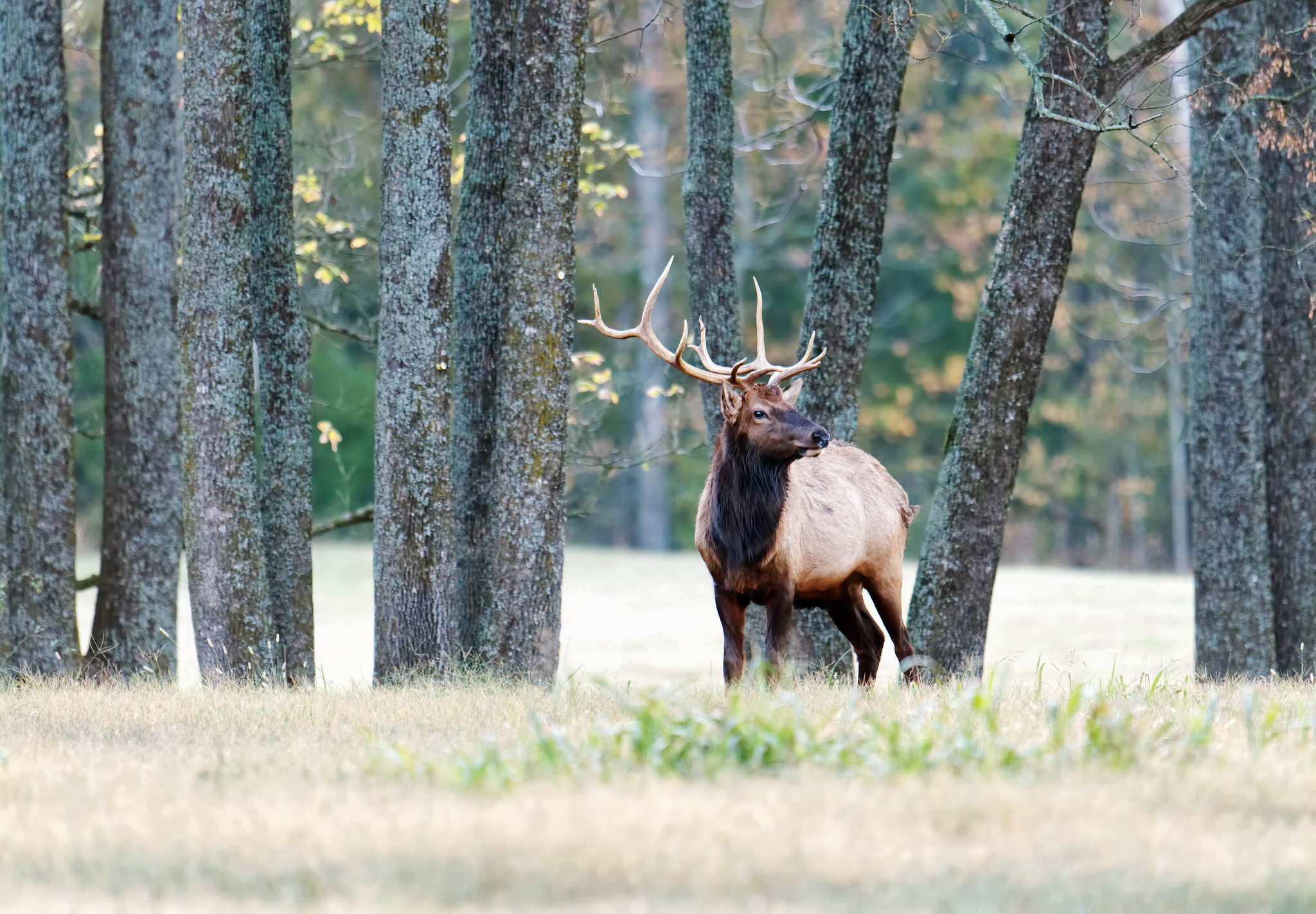 Elk Watching in Ponca and Boxley