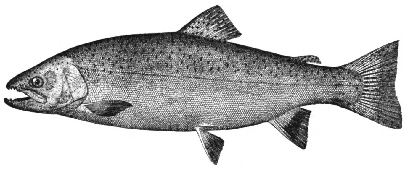 The American Angler, Dec.–Jan. 1895–96
