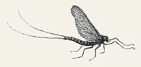 fly-sketch-small.jpg