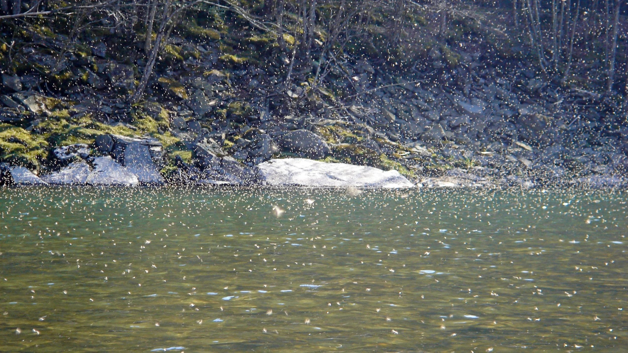 26.01+Hatch+on+the+Beaverkill+Photo.jpg