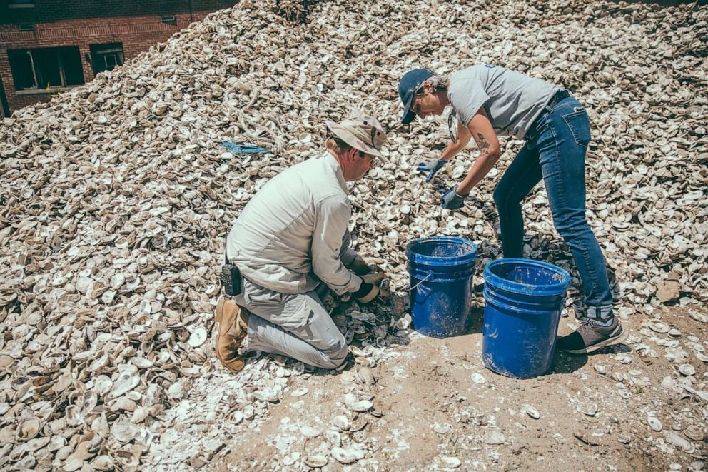 How oyster shells from NYC restaurants are recycled to restore reefs