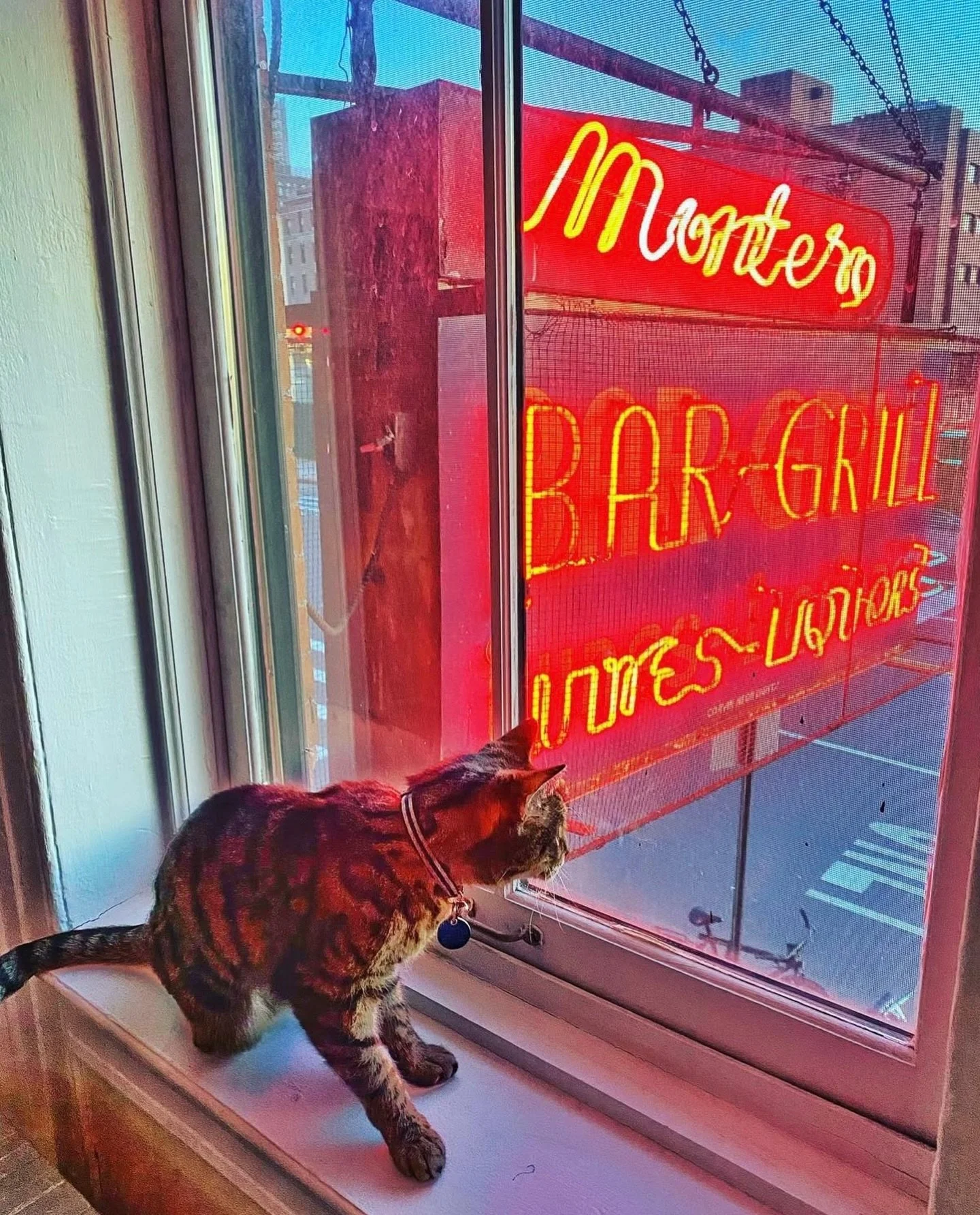 Our favorite cocktail writer, Brad Thomas Parsons, raconteur of dive bars and Italian spirits, lives directly above Montero, in the same apartment once occupied by Pulitzer Prize winning author Frank McCourt.

This is his view. And his cat, Louis.

M