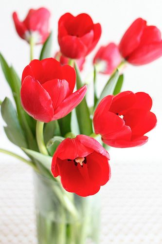 red tulips.jpg