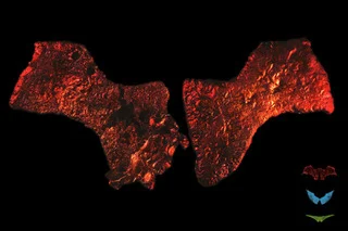Pig Wings - The Chiropteran VersionArtists: The Tissue Culture &amp; Art (Oron Catts, Ionat Zurr &amp; Guy Ben-Ary)Medium: Pig mesenchymal cells (bone marrow stem cells) and biodegradable/bioabsorbablepolymers (PGA, P4HB)