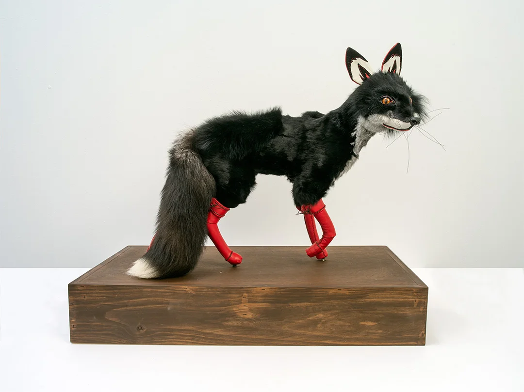Artwork from Dark Rituals Exhibition, USC Art Gallery: Beata Batorowicz Black Fox with Red Leather Boots, 2018. Fur, leather and wood, Dimensions: 70 x 83.5 x 44 cm (With permission of the artist, Photo: Carl Warner).